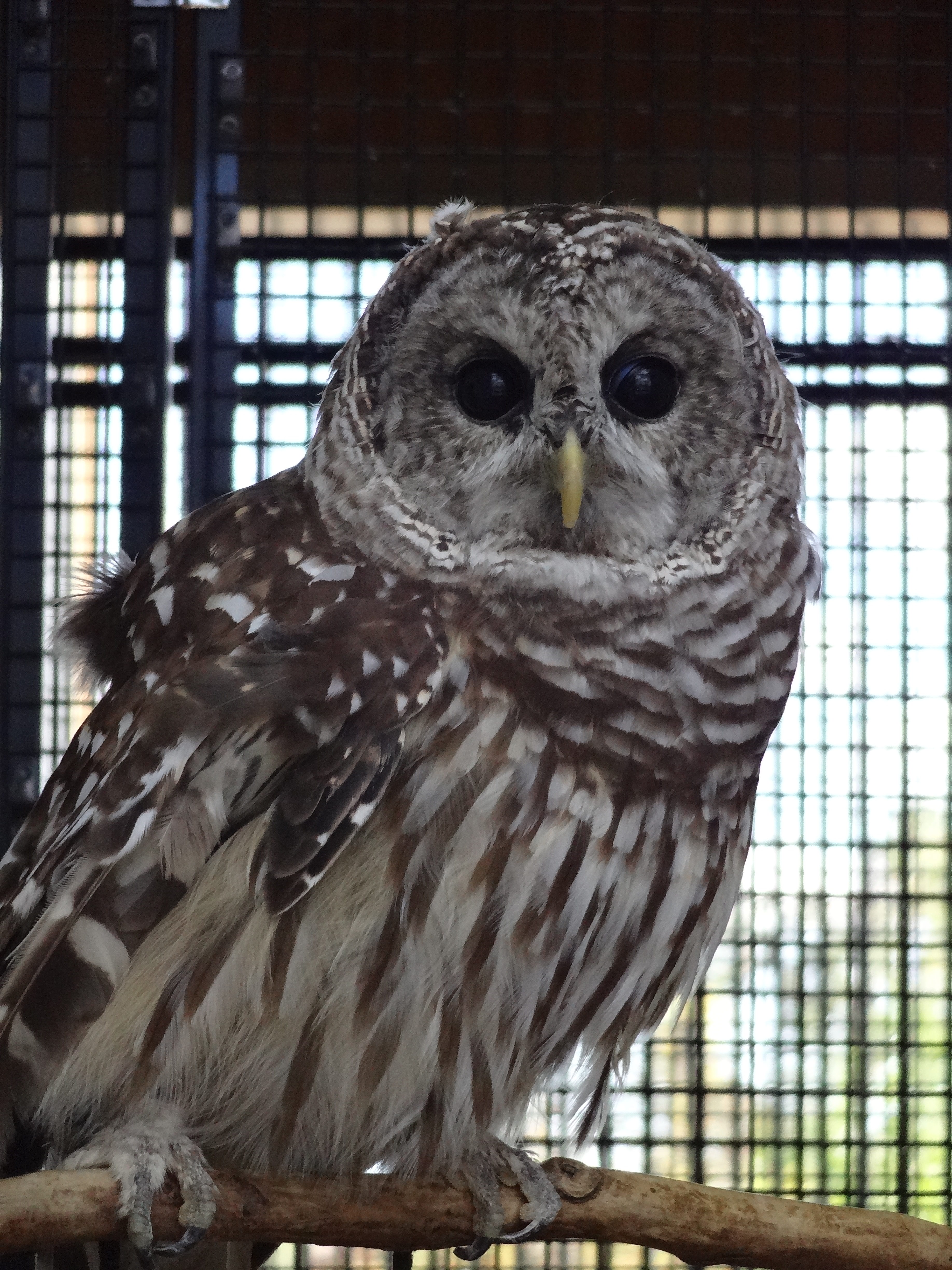 Barred Owl