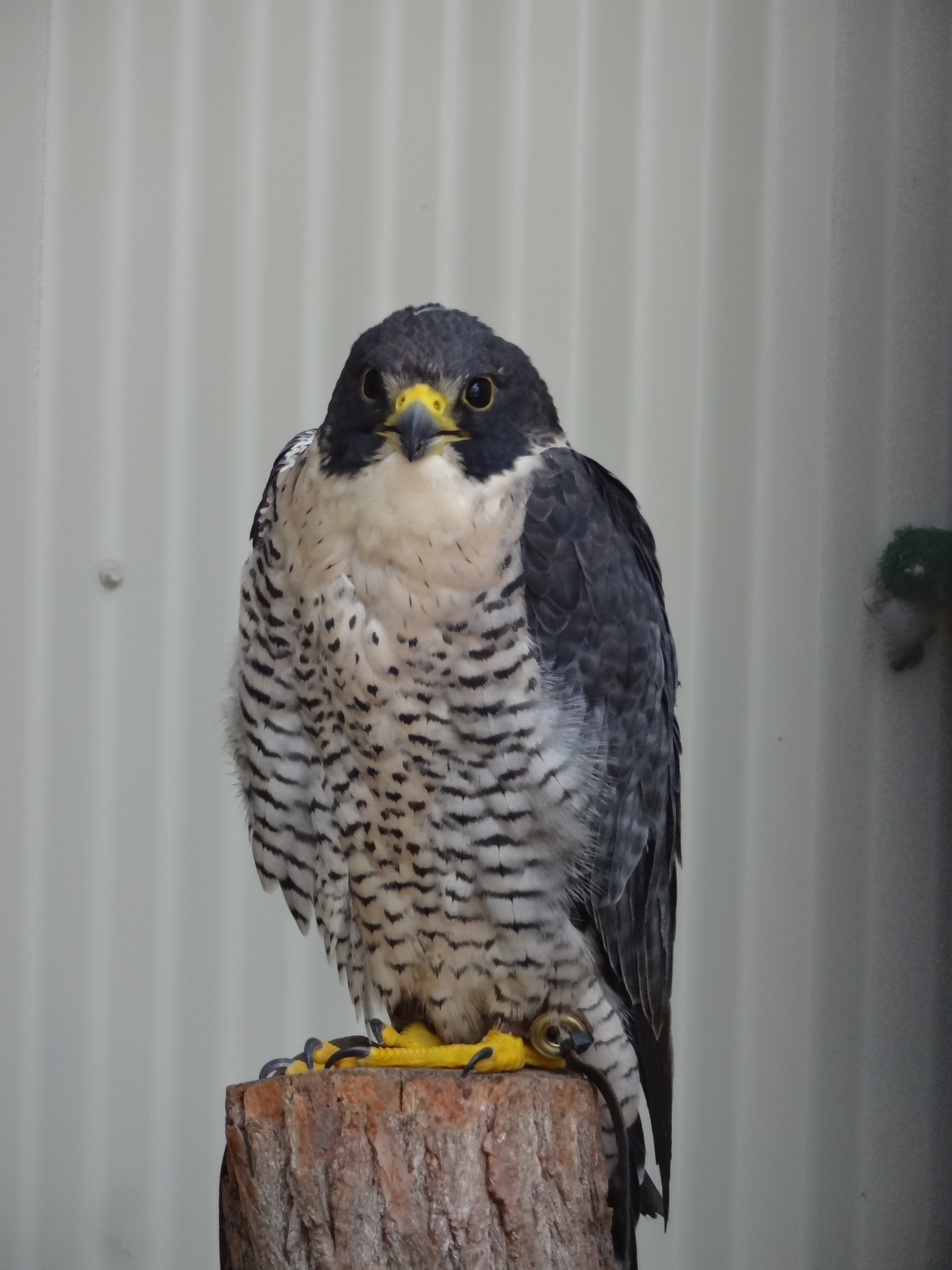 Peregrine Falcon