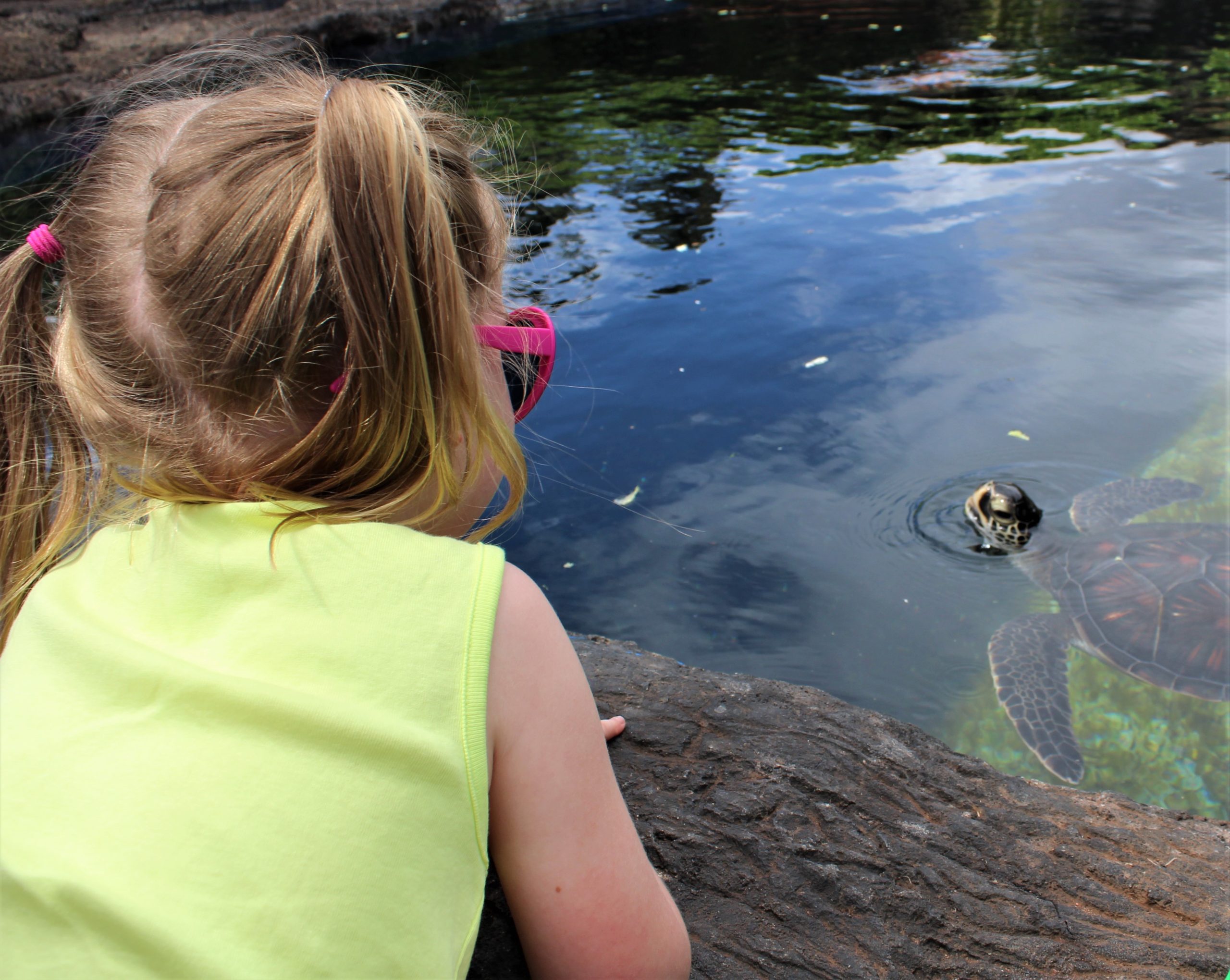 Peekaboo little Honu!