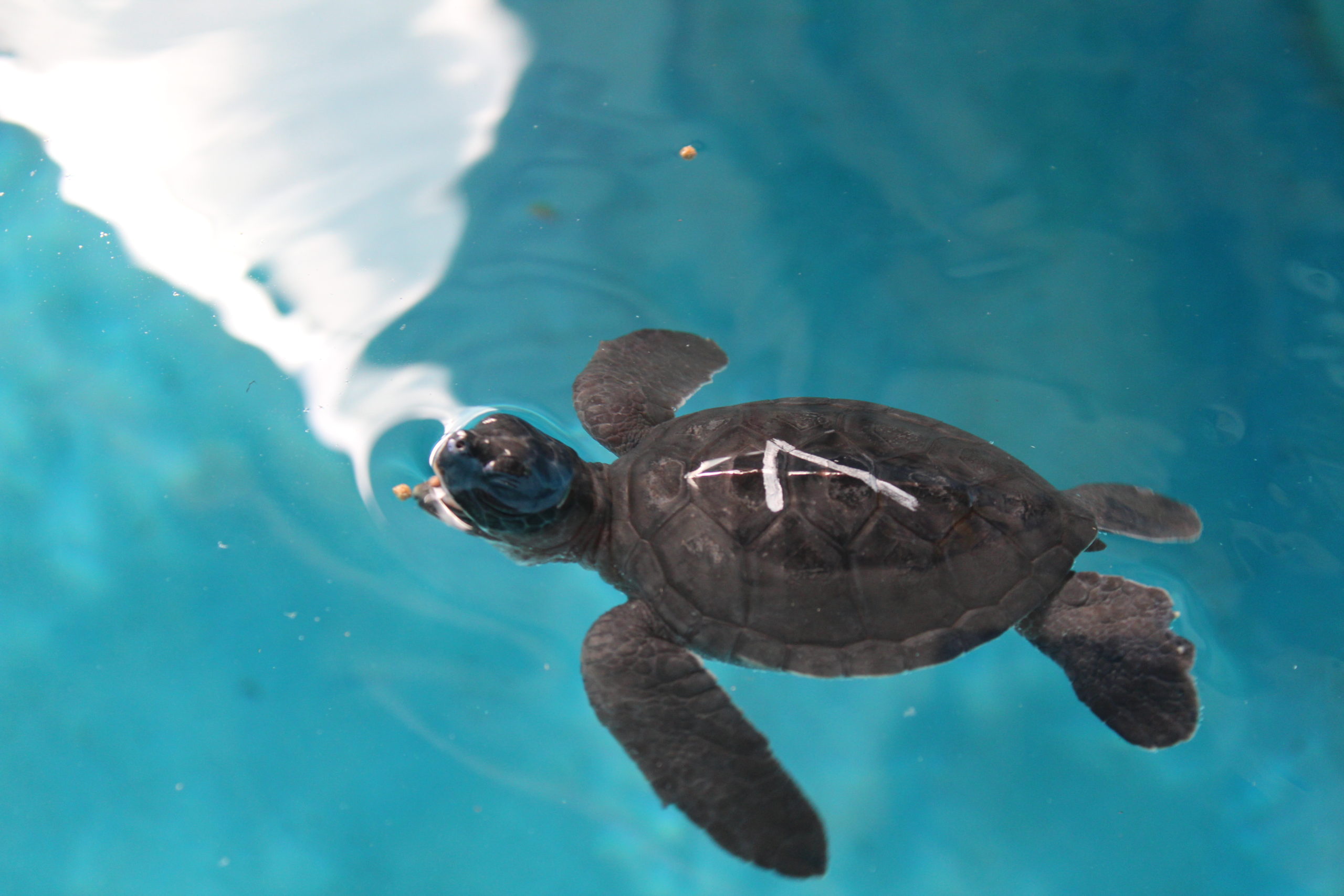 A sea turtle hatchling...too cute!