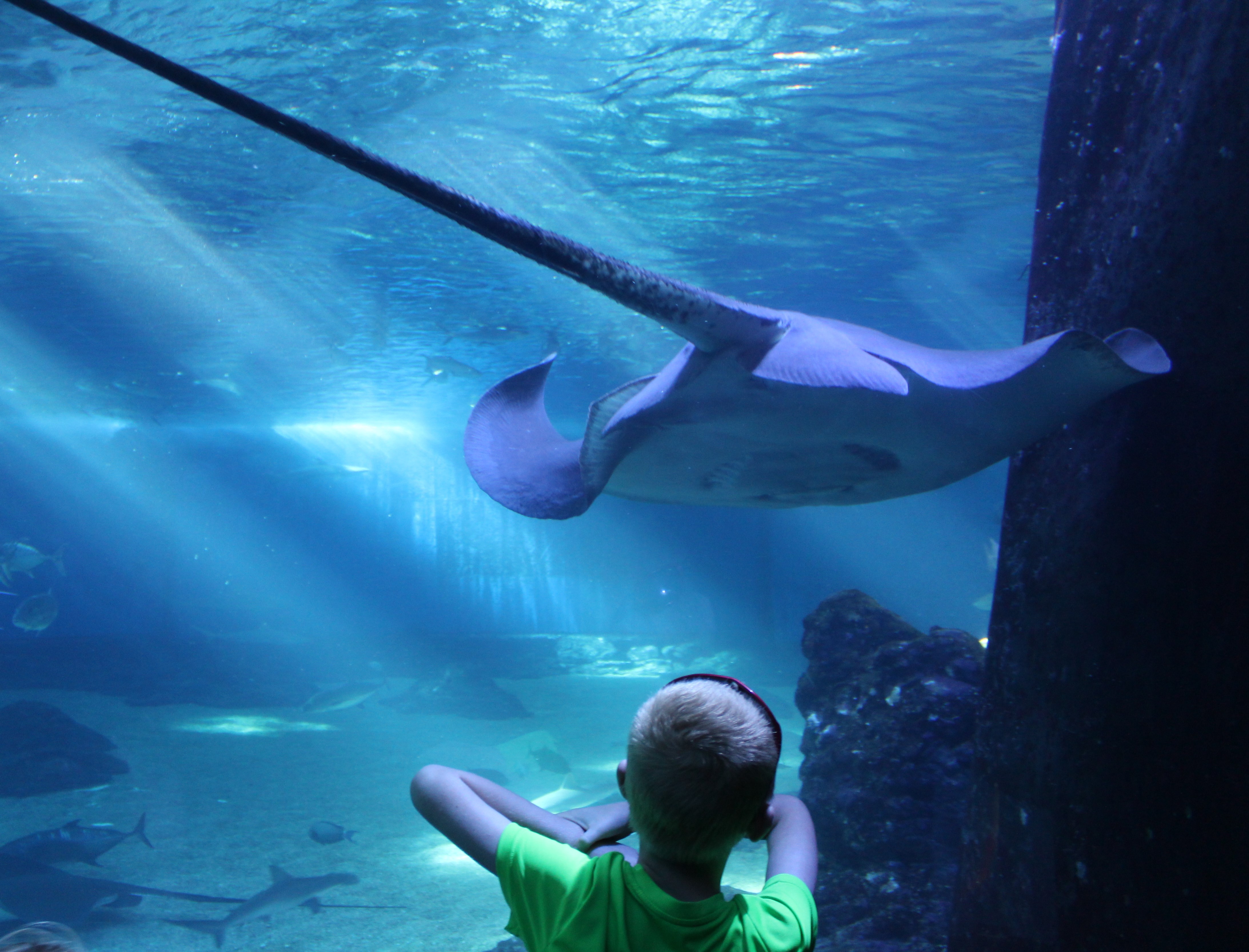 Glass tunnel at the Open Ocean Exhibit