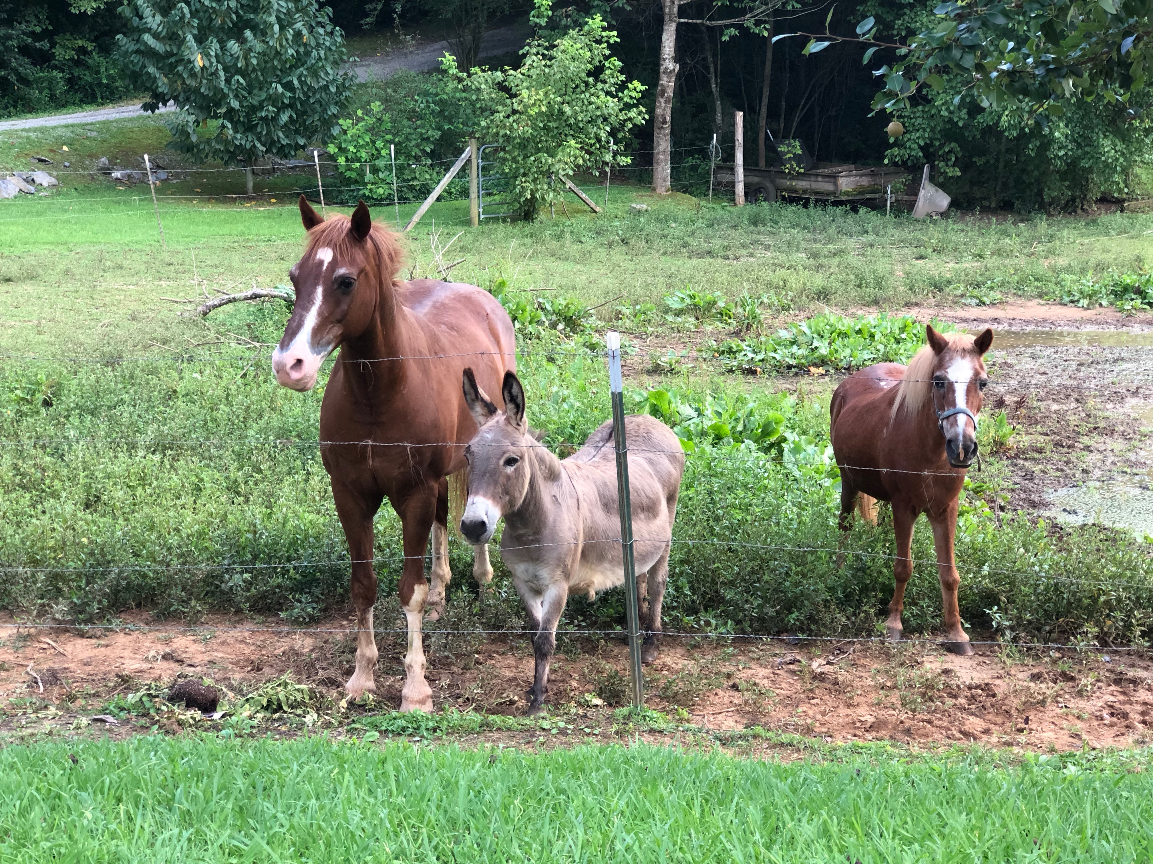 Horses and Donkey