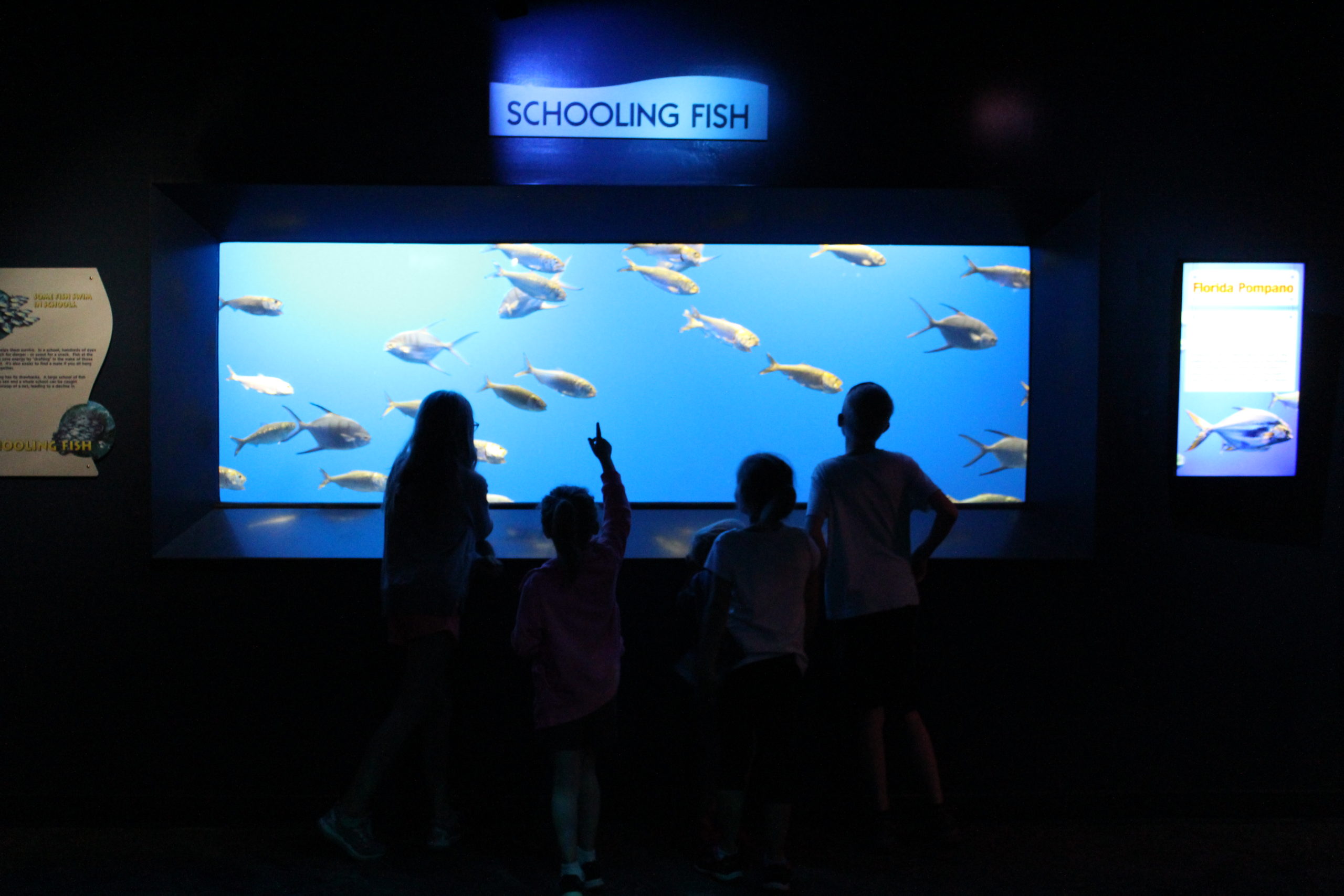 Schooling Fish