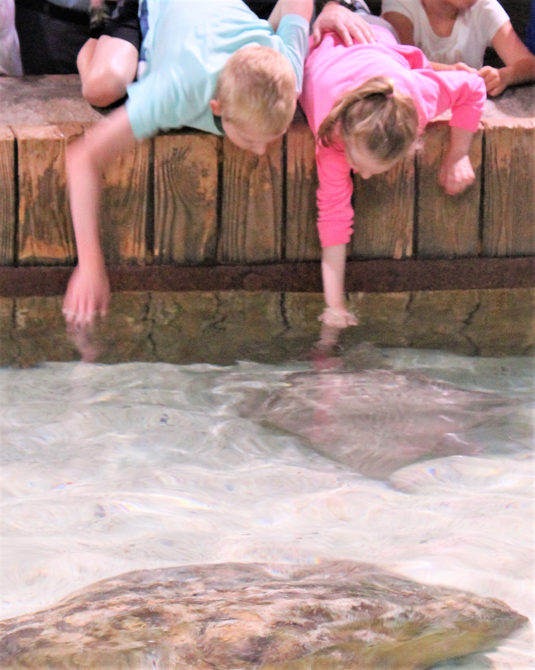 Friendly Stingray Touch Tank - Ripley's Aquarium in Gatlinburg, TN