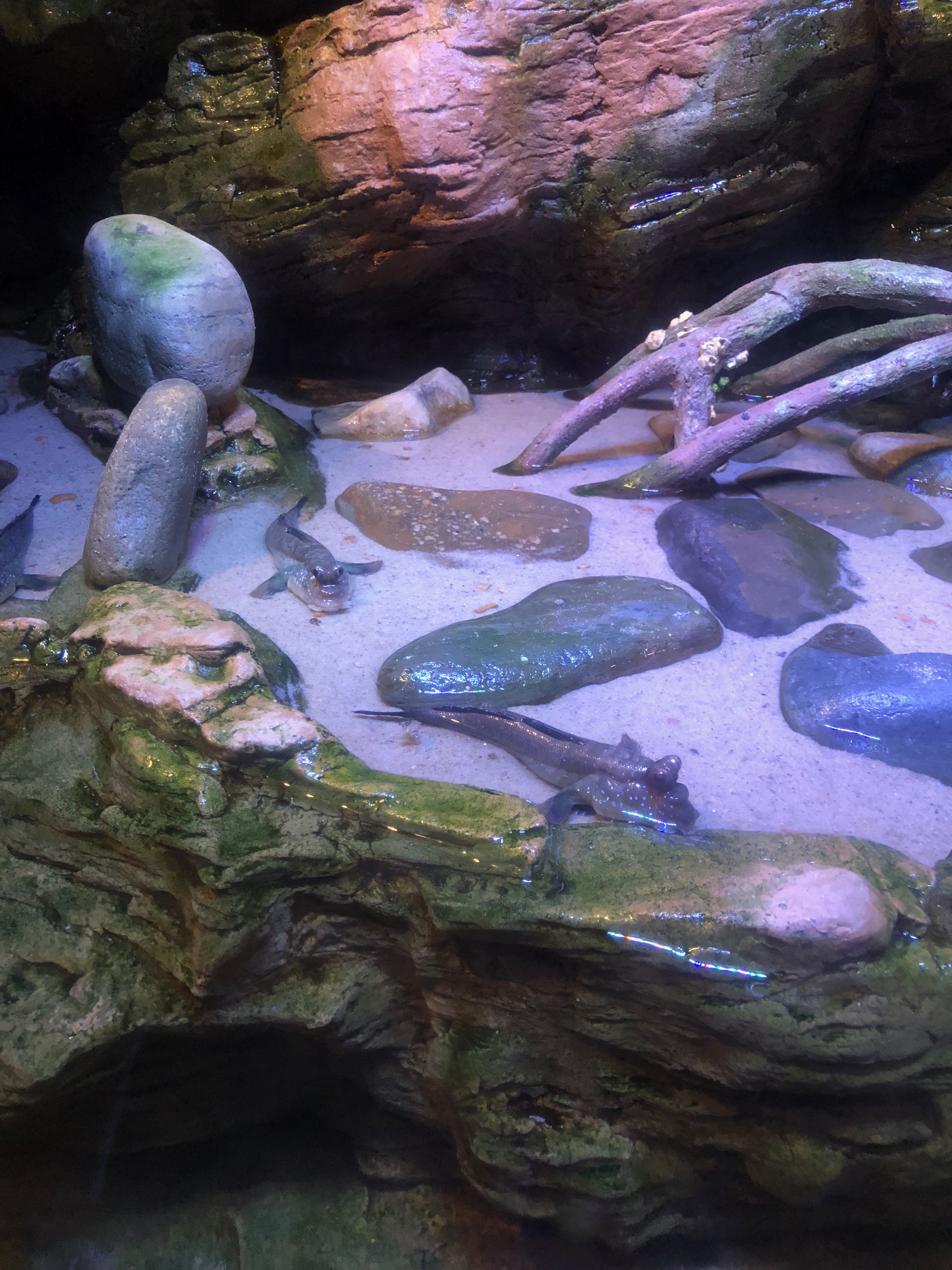 Mudskippers - Ripley's Aquarium in Gatlinburg