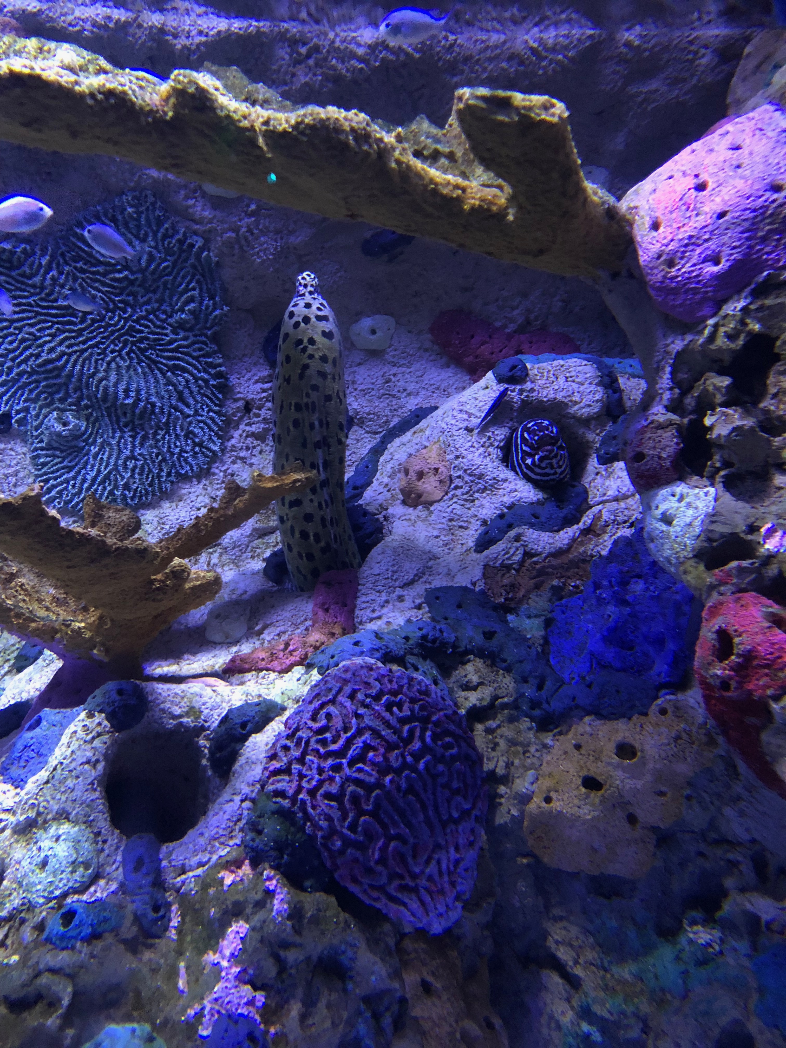 Moray Eel - Ripley's Aquarium in Gatlinburg, TN