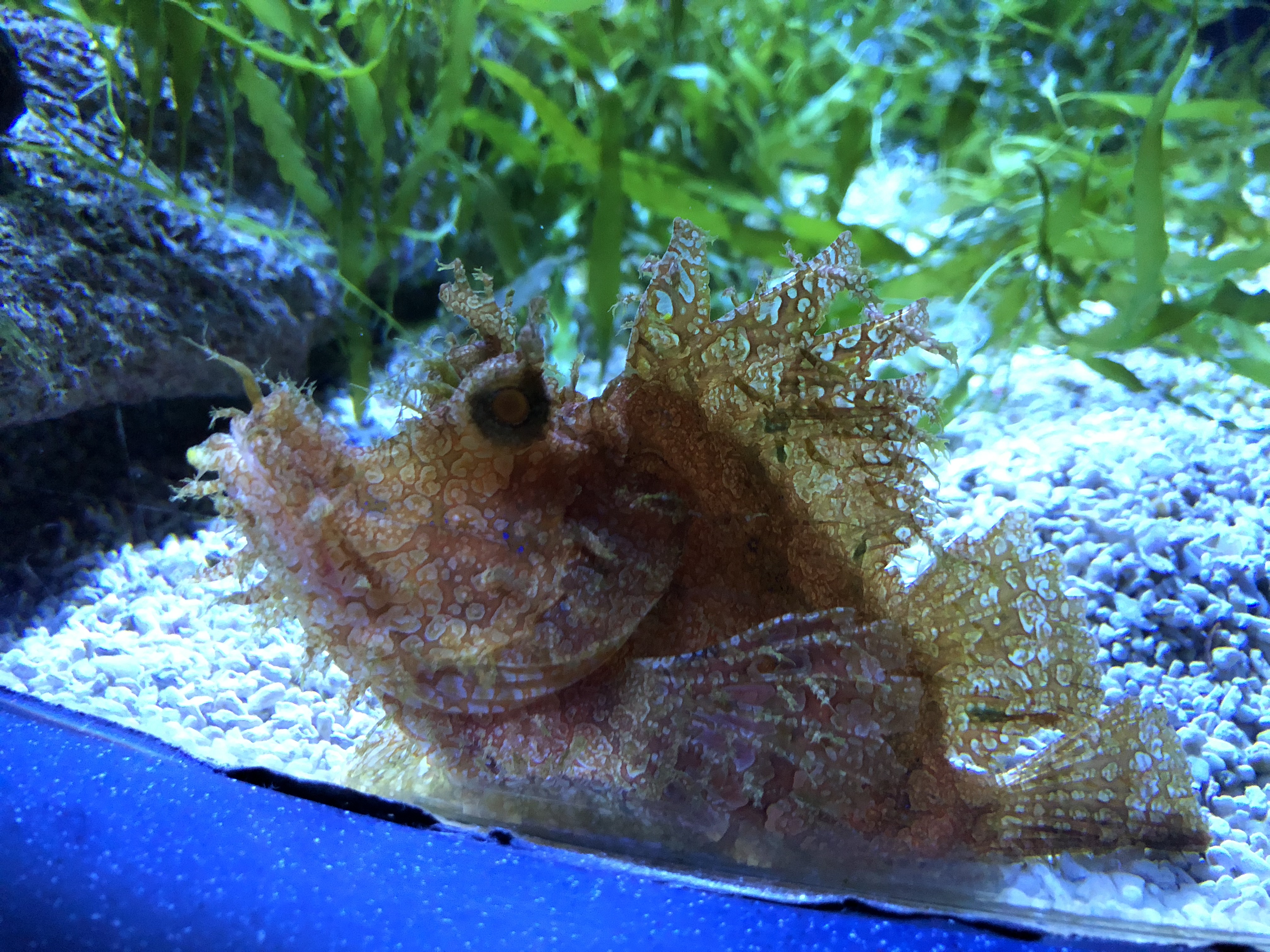 Weedy Scorpion Fish - Ripley's Aquarium in Gatlinburg