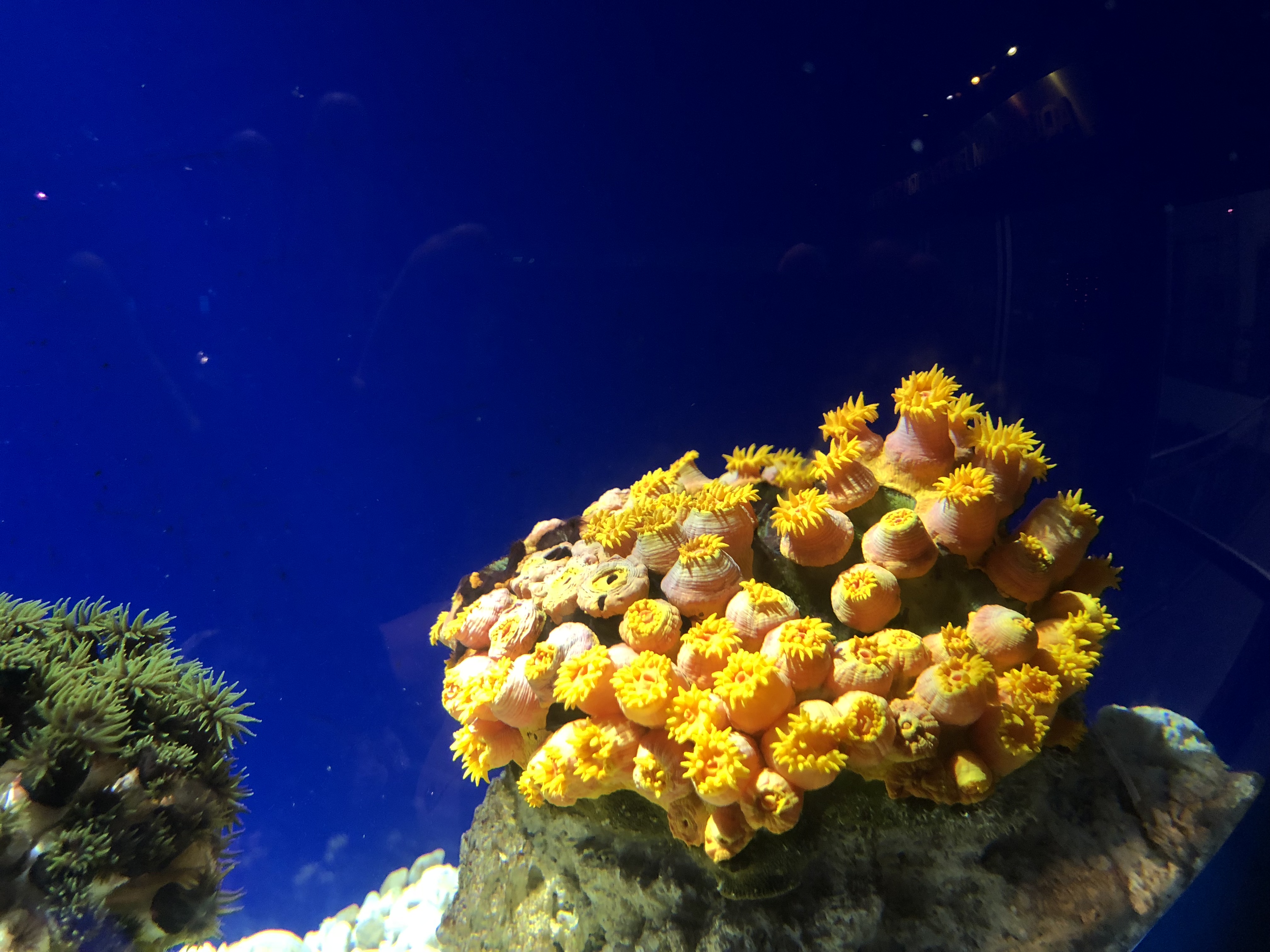 Coral reef - Ripley's Aquarium in Gatlinburg, TN