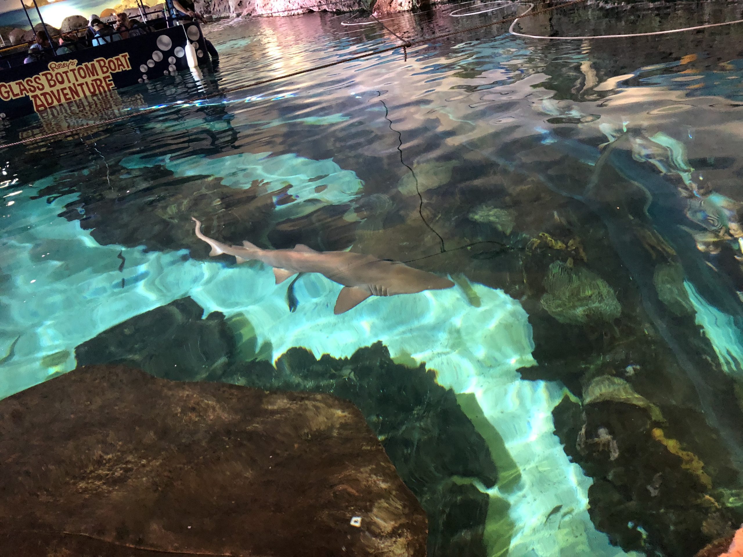 Sand Tiger Shark - Ripley's Aquarium in Gatlinburg