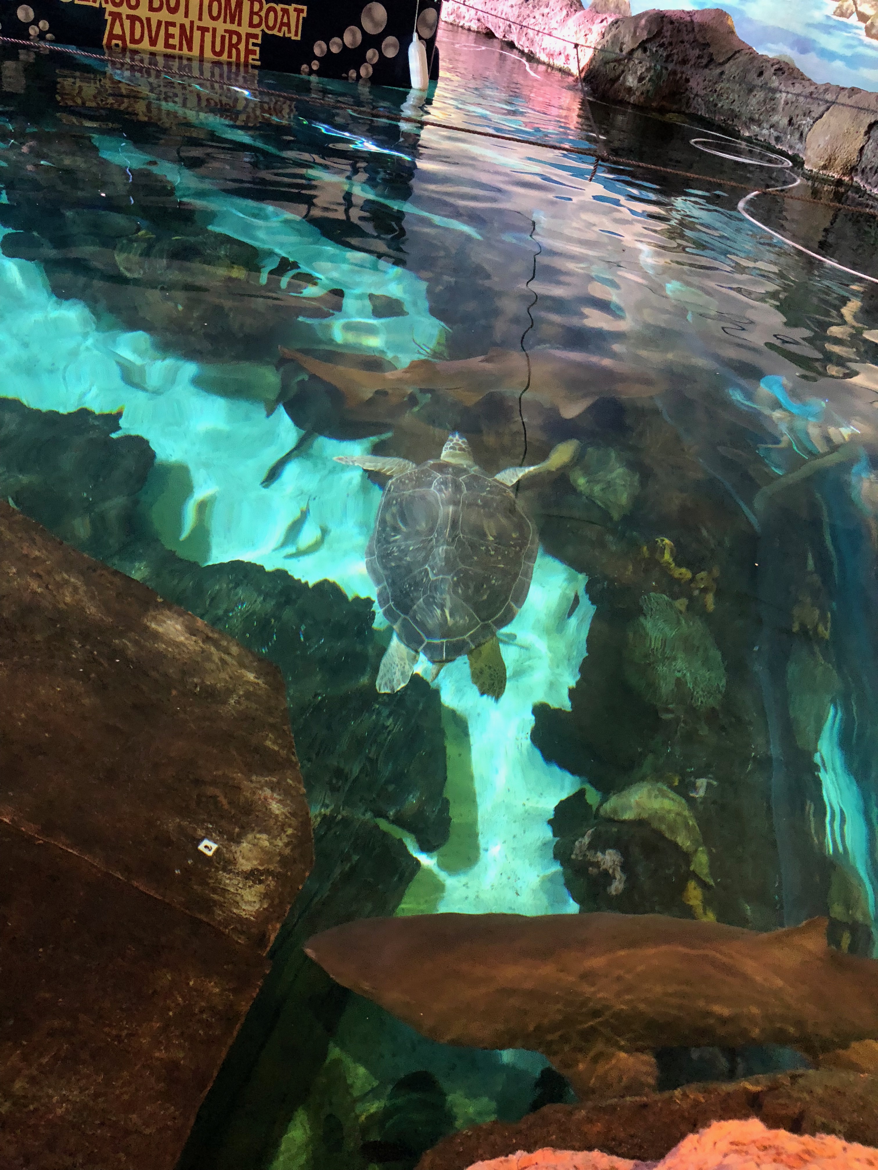 Green Sea Turtle - Ripley's Aquarium in Gatlinburg, TN