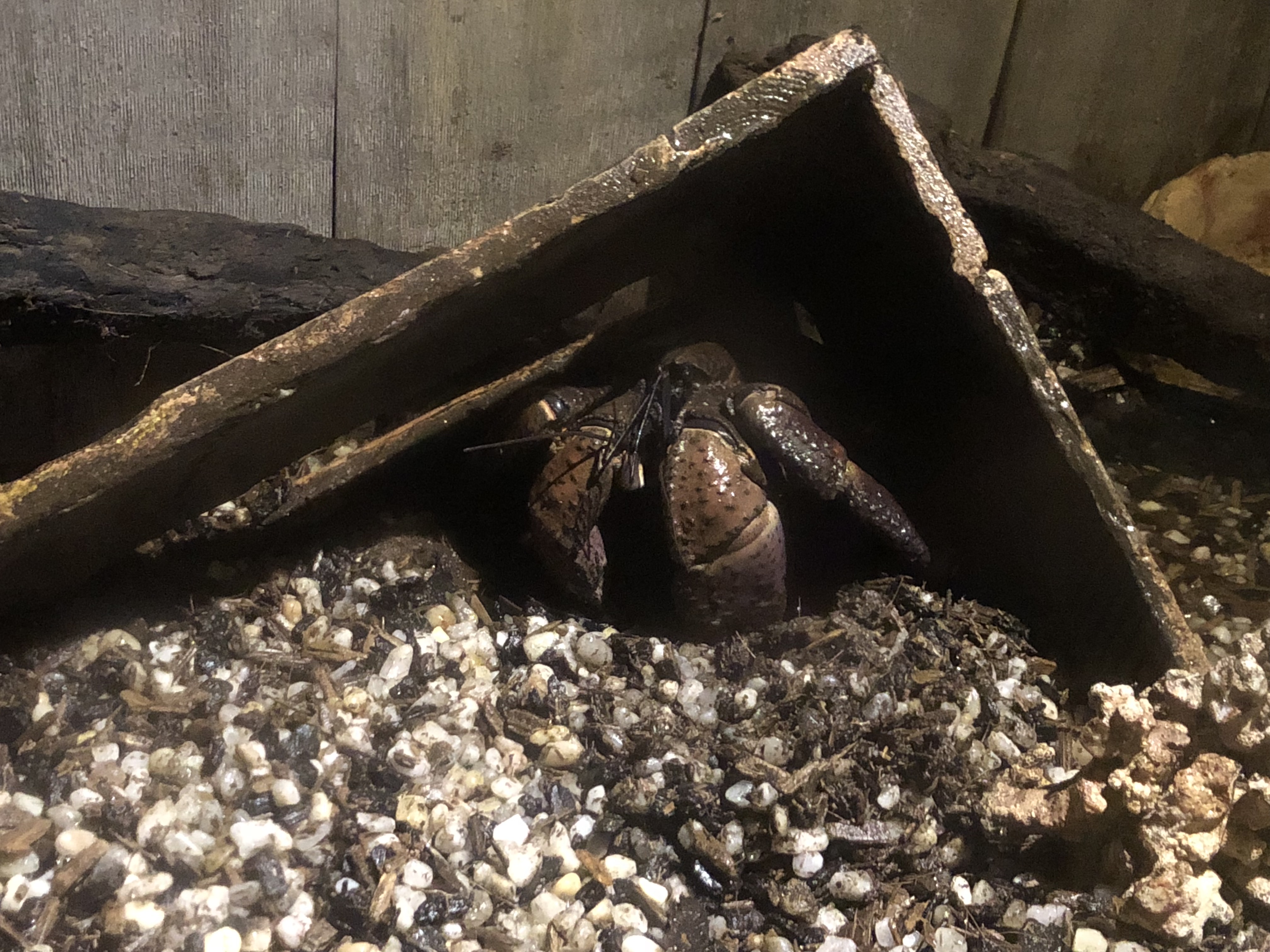 Coconut Crab - Ripley's Aquarium in Gatlinburg