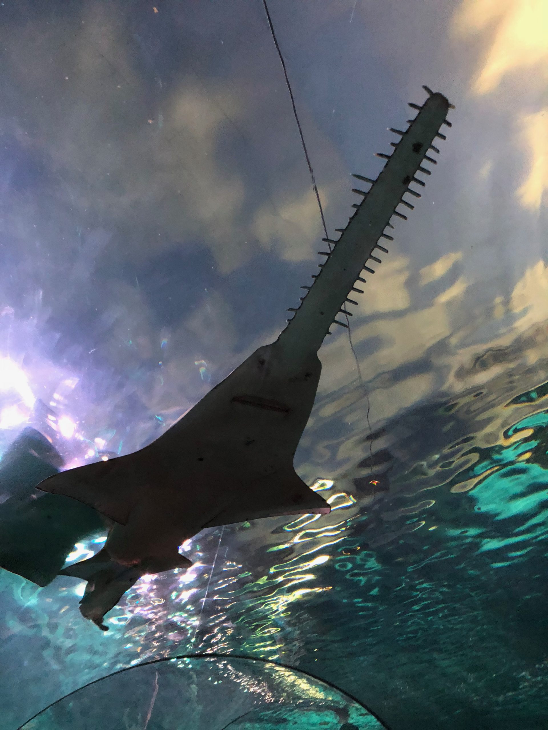 Sawfish - Ripley's Aquarium in Gatlinburg