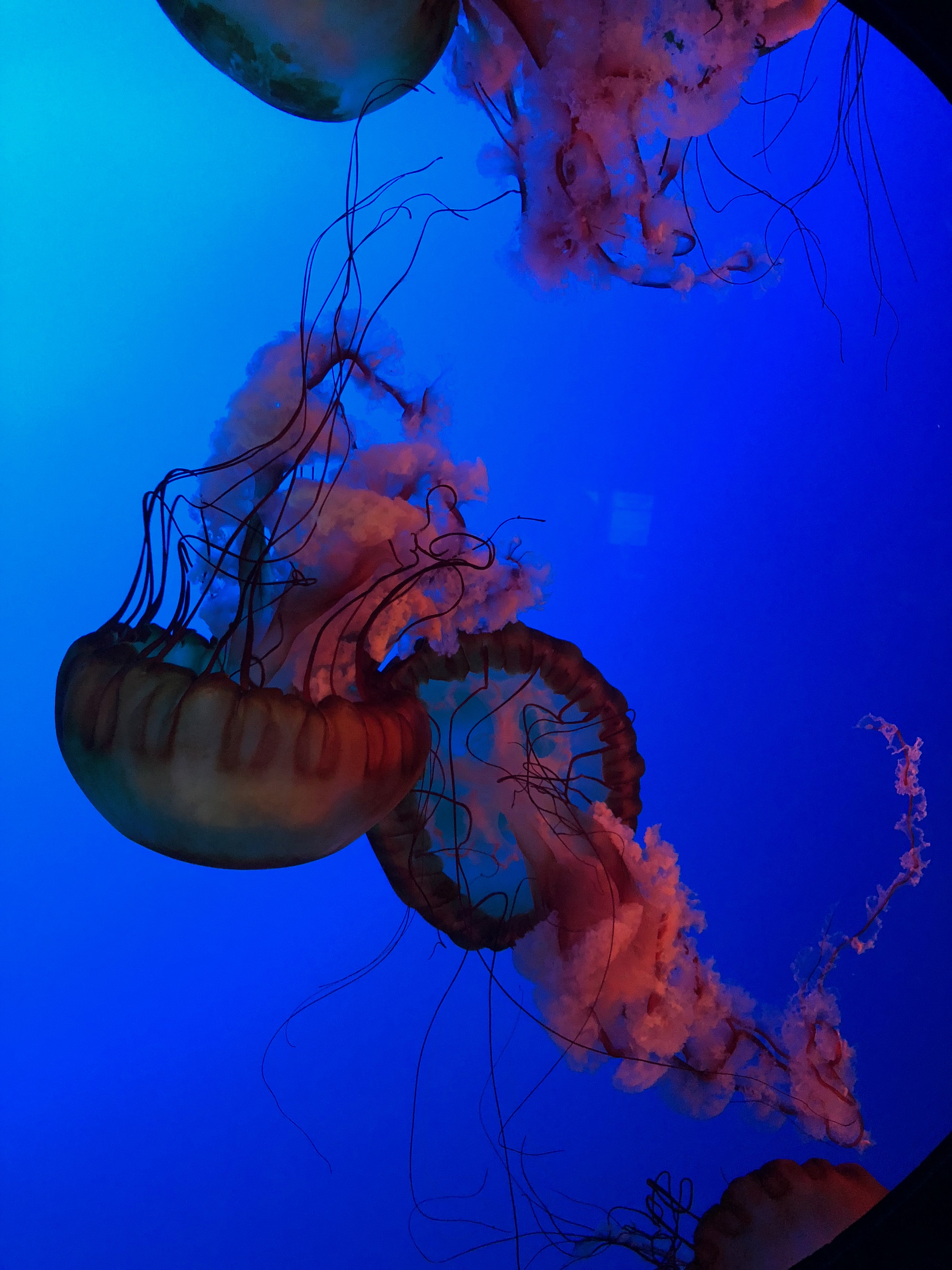 Jellyfish - Ripley's Aquarium in Gatlinburg, TN