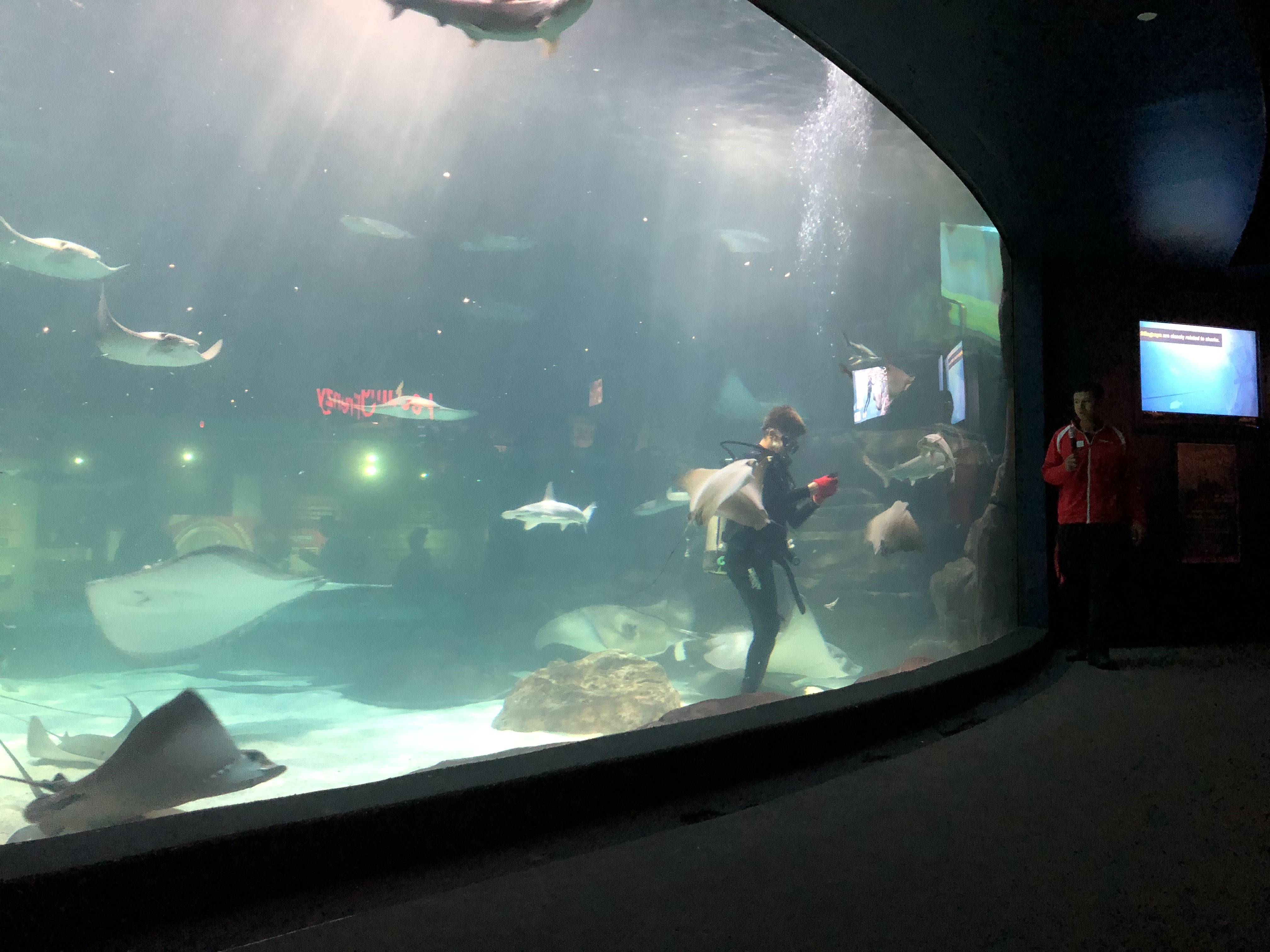 Stingray Bay dive - Ripley's Aquarium in Gatlinburg, TN