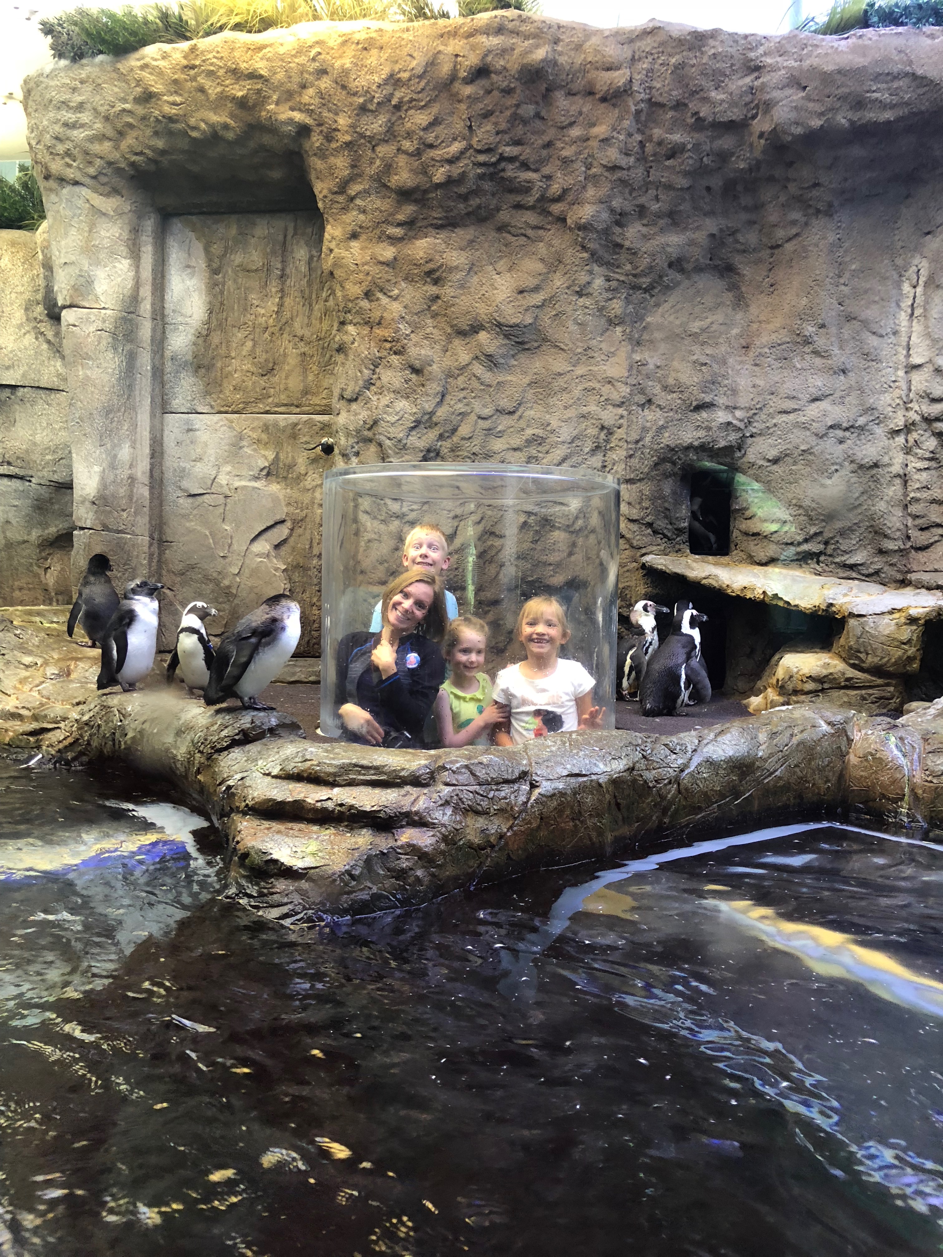 Fun for everyone in the Penguin Playhouse - Ripley's Aquarium in Gatlinburg, TN