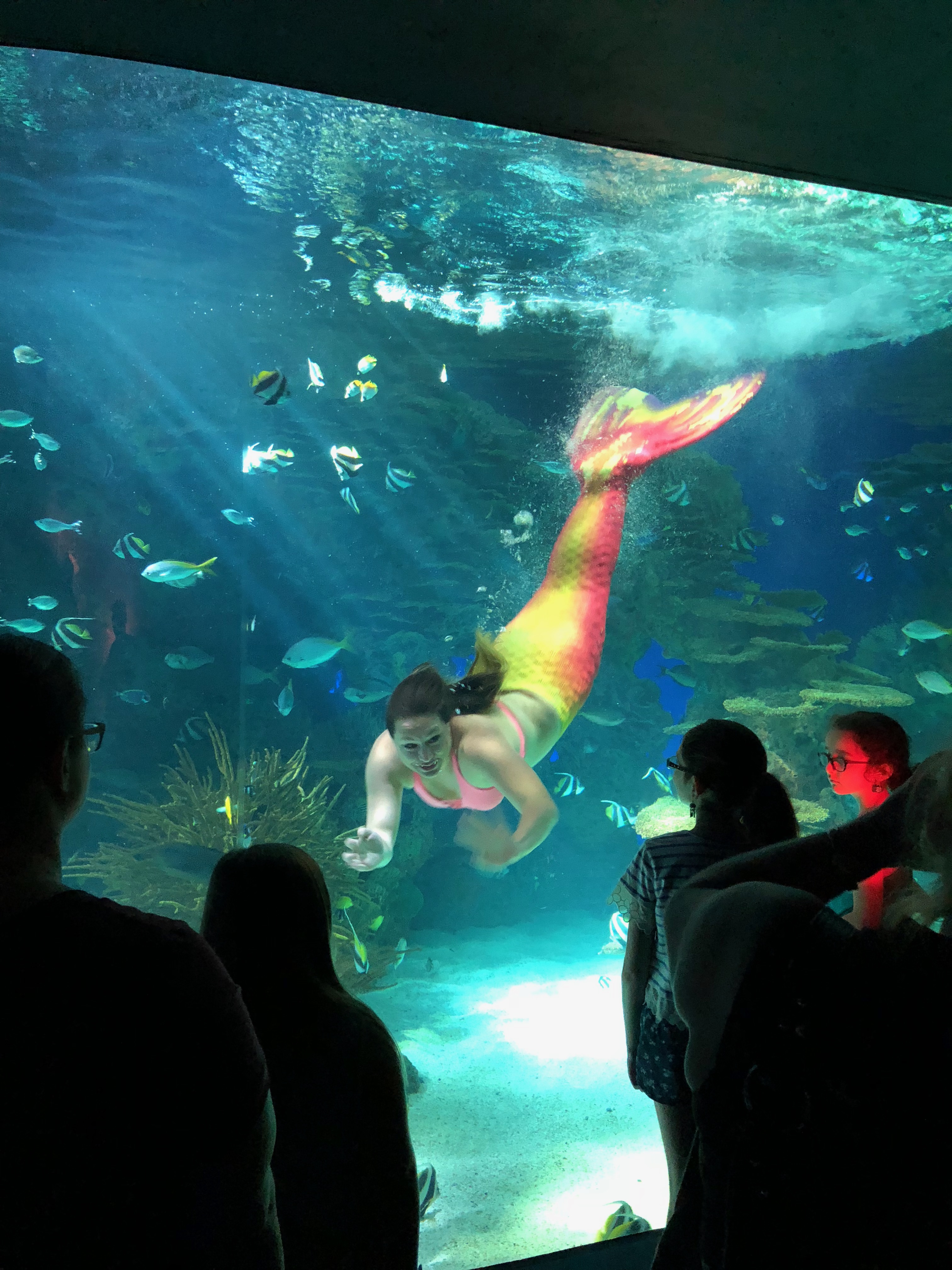 Mermaid Show - Ripley's Aquarium in Gatlinburg, TN