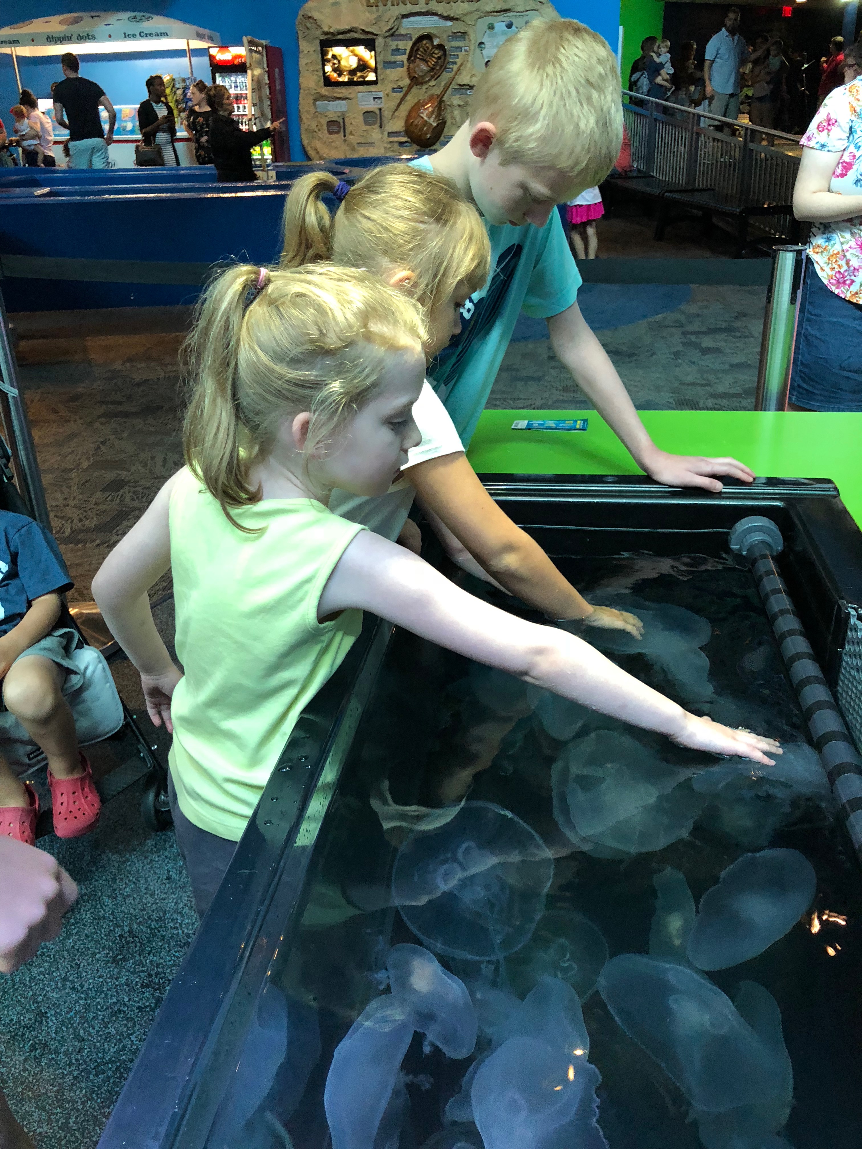 Touch a jellyfish - Ripley's Aquarium in Gatlinburg, TN