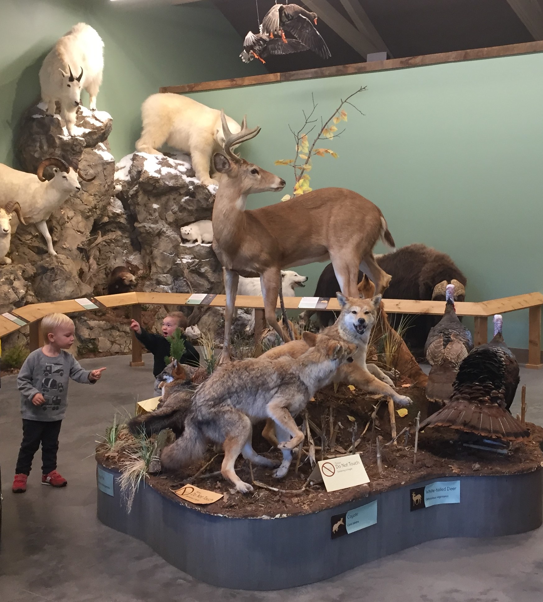 An example of some of their many taxidermy displays. 