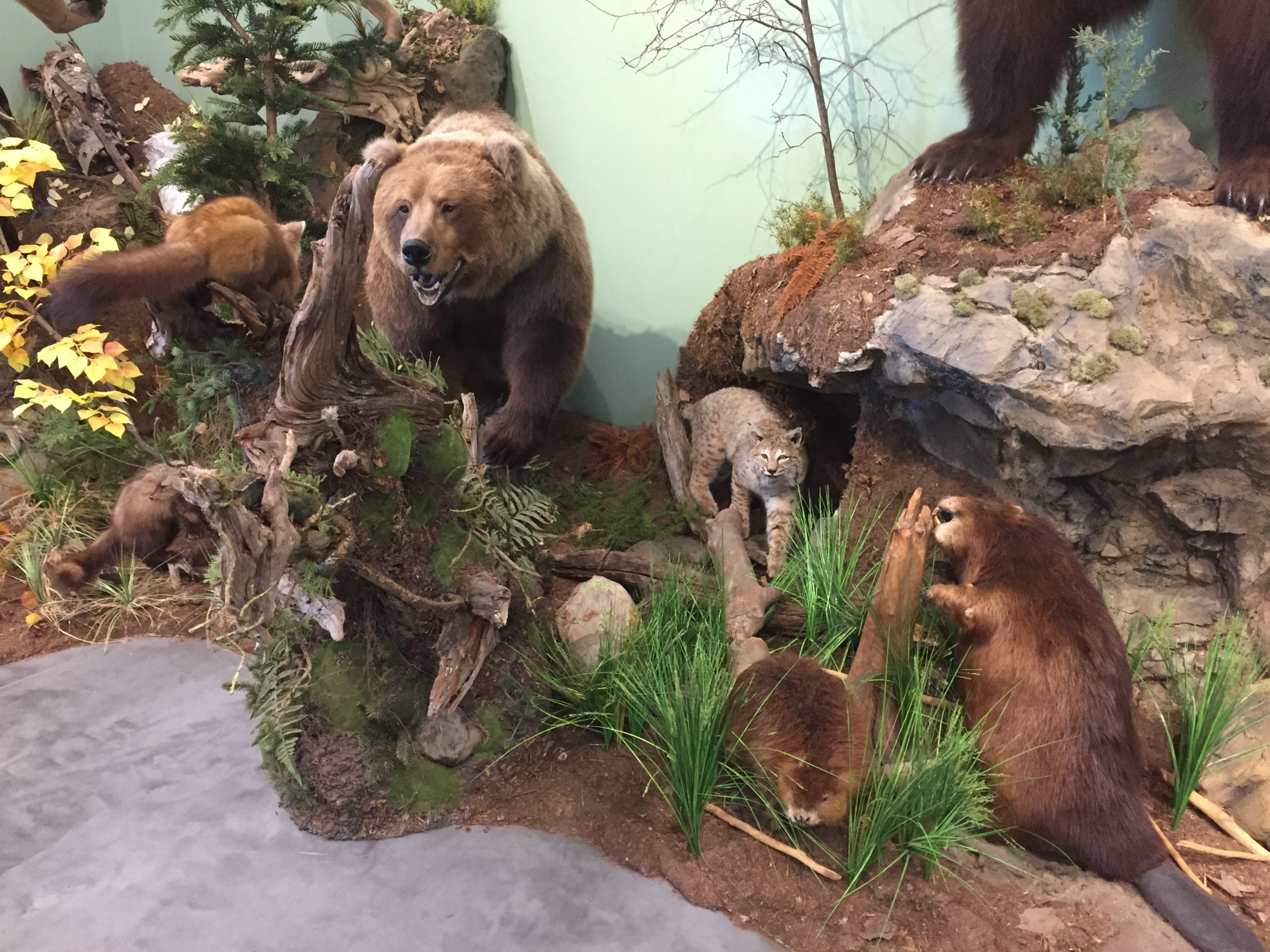 An example of some of their many taxidermy displays. 
