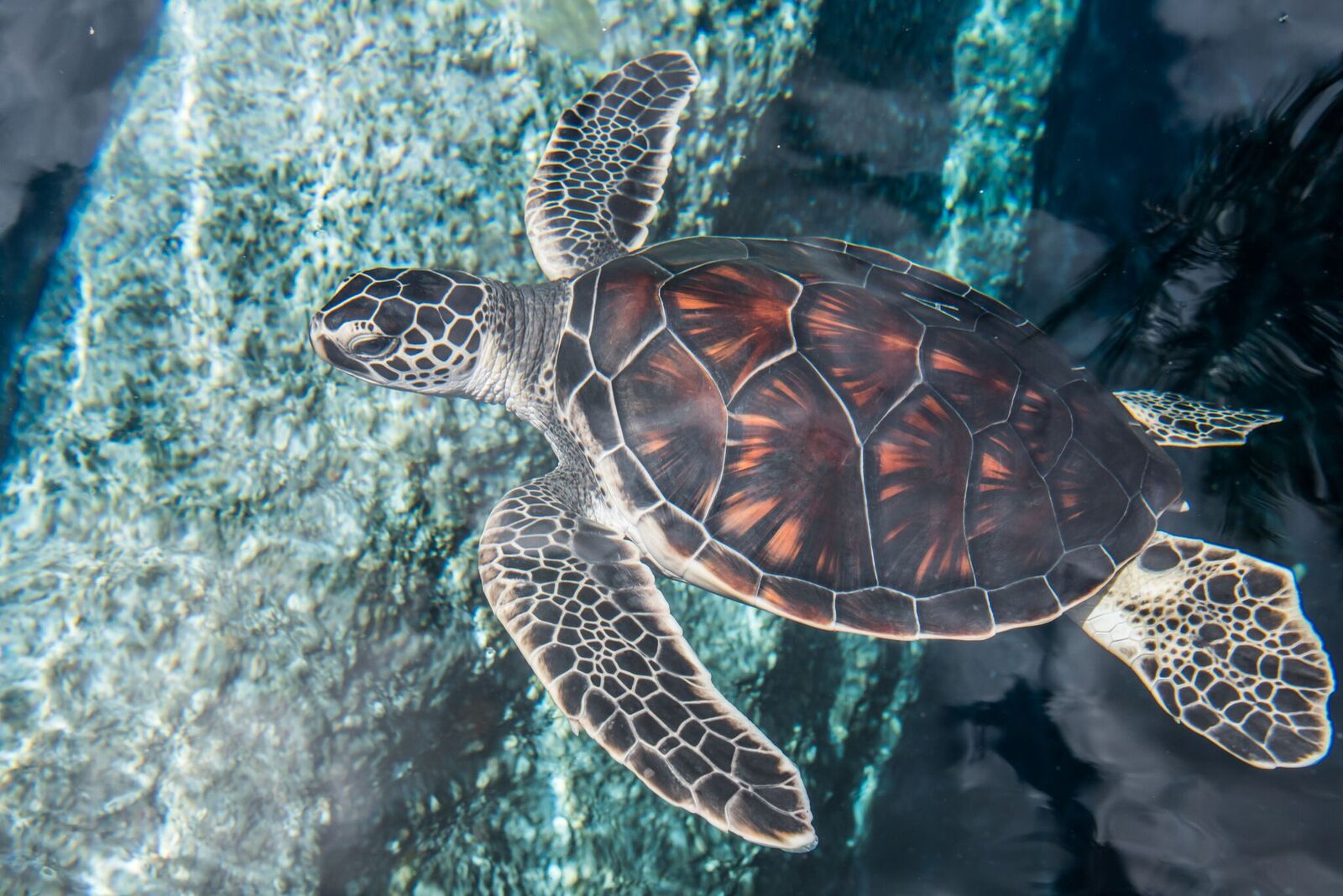 Green Sea Turtle