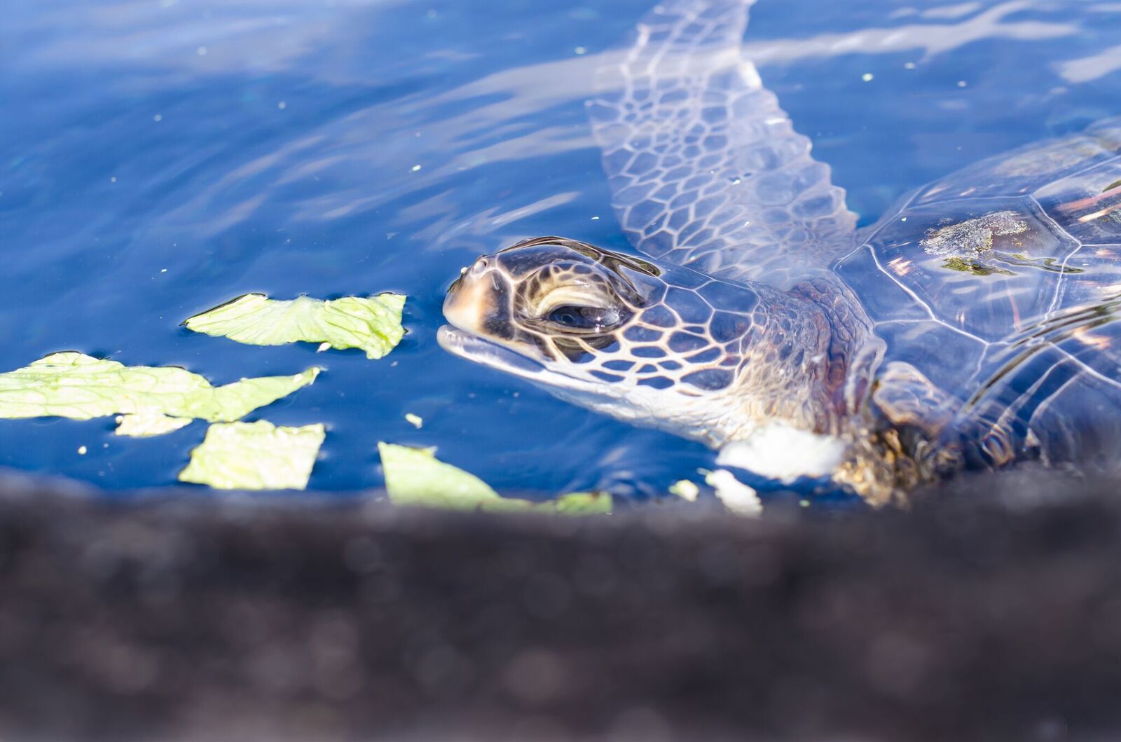 Turtle Feeding