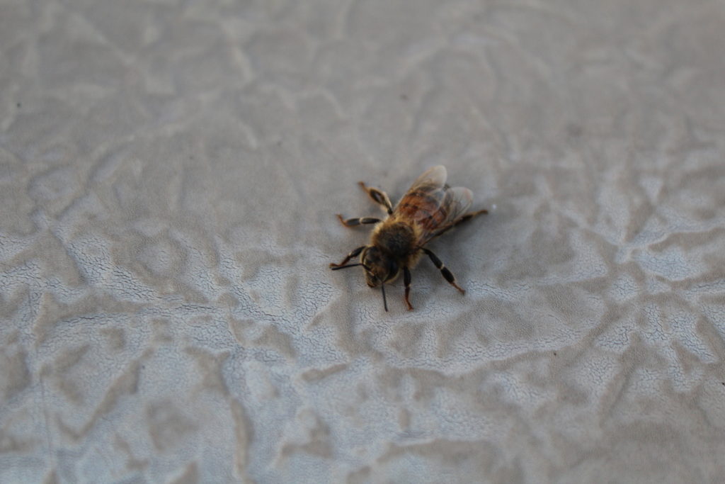 A bee taking a rest at O'o Organic Farm in Maui, Hawaii