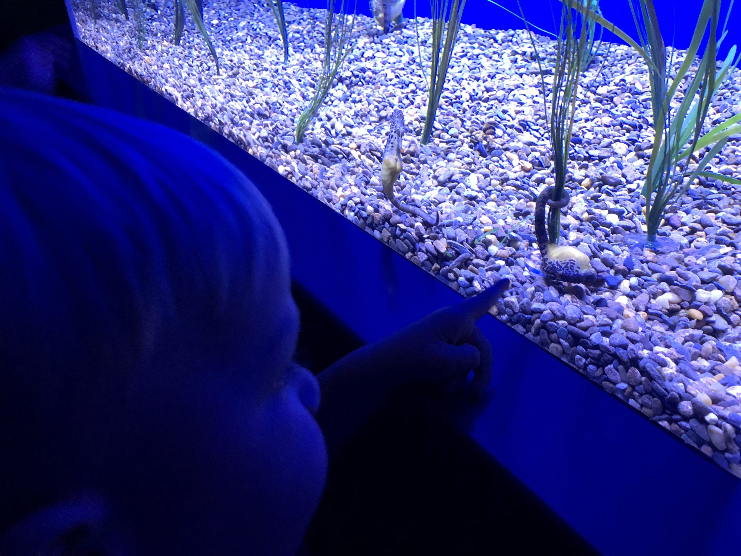 Watching the seahorses - Ripley's Aquarium in Gatlinburg