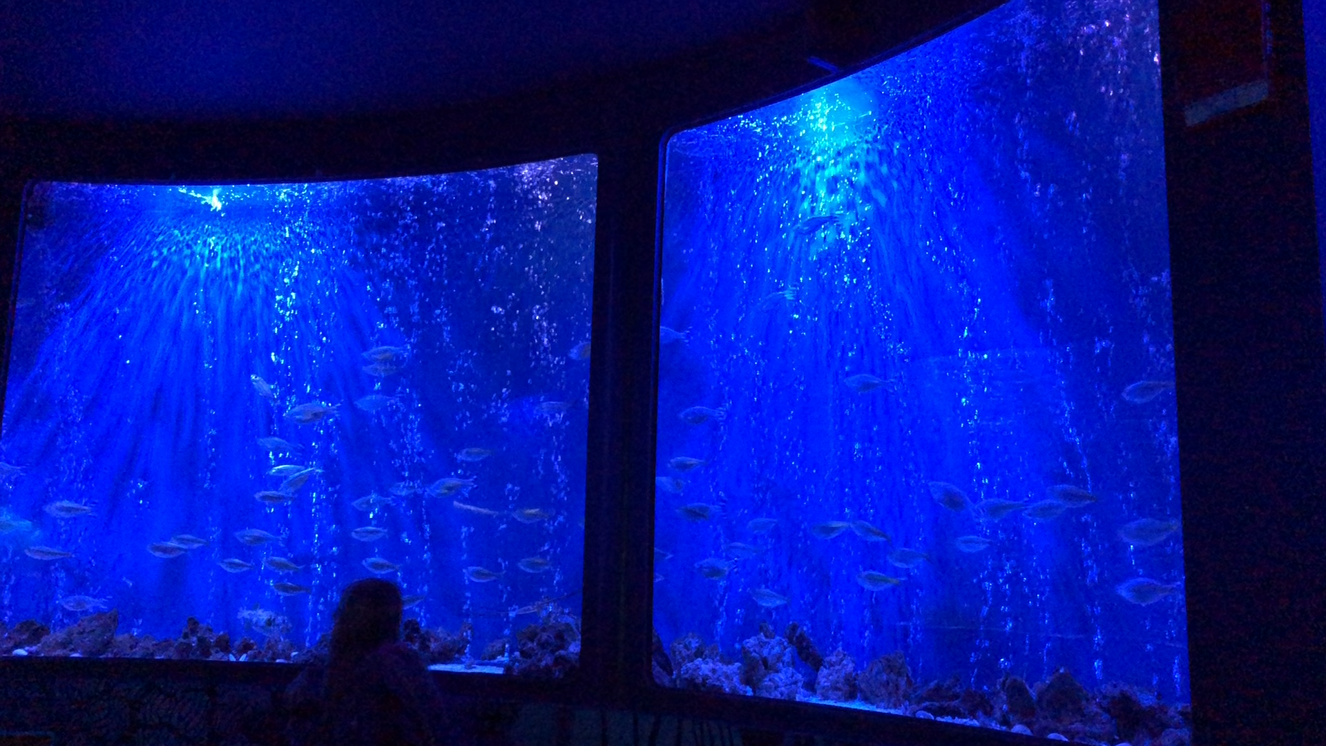 Sea life aquarium Auburn Hills
