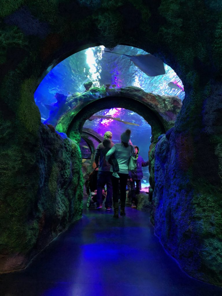 Sea life aquarium Auburn Hills
