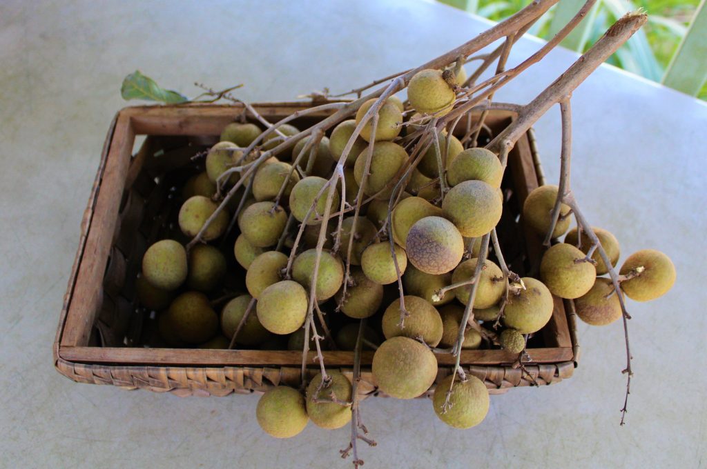 Hawaii Forest and Trail Hilo Tropical Waterfalls Tour Longan fruit