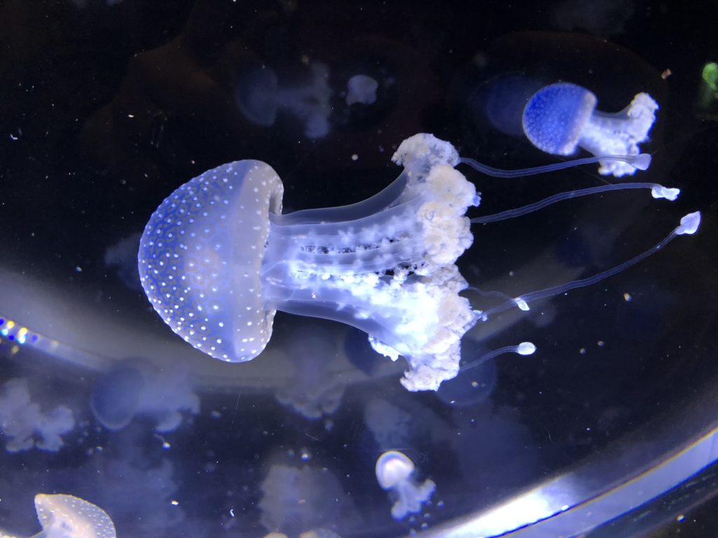 Baby Jellyfish
