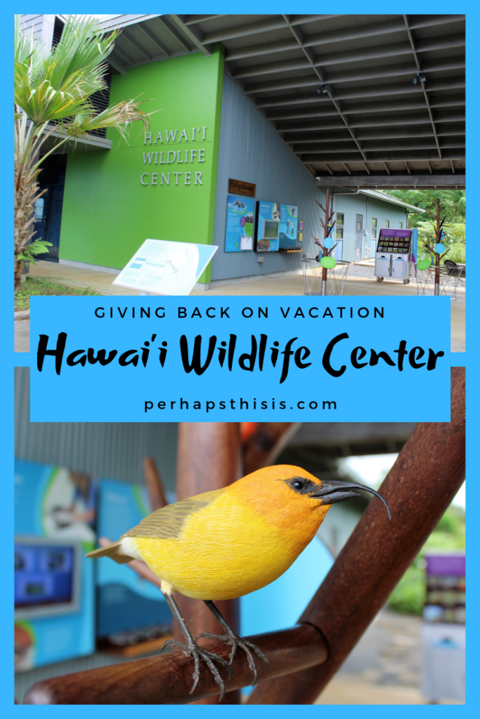 We recently discovered Hawaii Wildlife Center when looking for ways to volunteer during our vacation on the Big Island. This amazing facility rehabilitates native Hawaiian birds, & the Hoary Bat, for release back into the wild.
Read all about our time spent exploring and how we were able to give back to help the animals.
#hawaiibirds #wildliferehab #hawaiistatebird #givingback #volunteeronvacation #payitforward #volunteering #hawaii #bigisland #hawaiilife #hawaiivacation #venturehawaii #gohawaii 