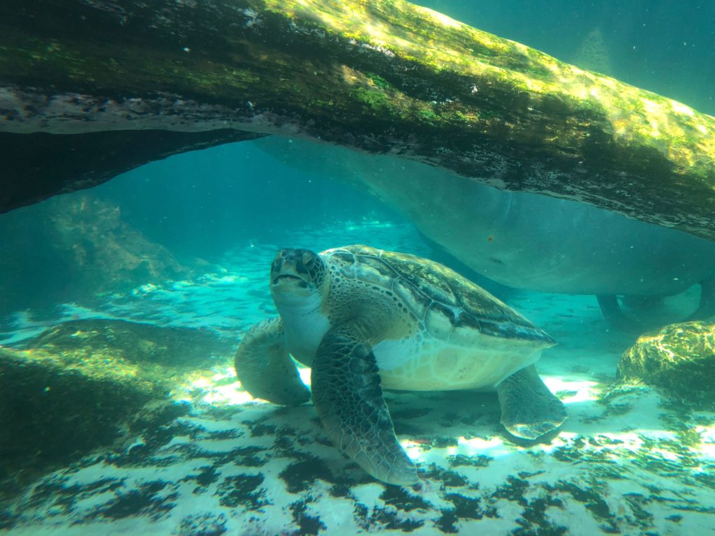 Mote Marine Laboratory & Aquarium 