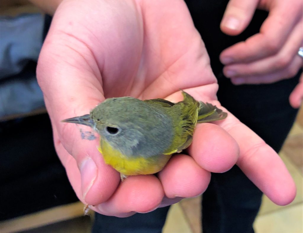 Nashville Warbler we brought to our local wildlife rehab center. 