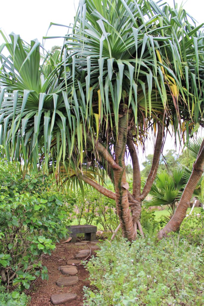 Native plant garden.