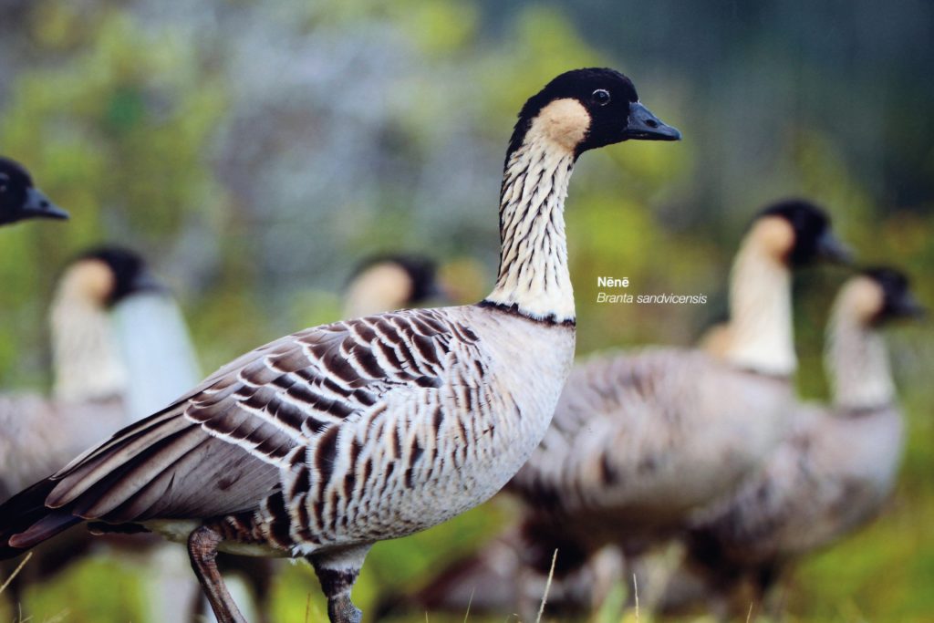 Nene Goose wall photo at Hawai'i Wildlife Center.