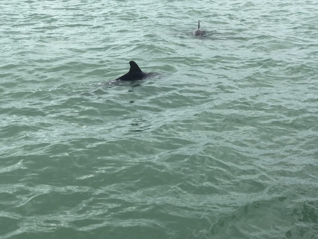 Dolphins coming up for air - Anna Maria Island Dolphin Tour