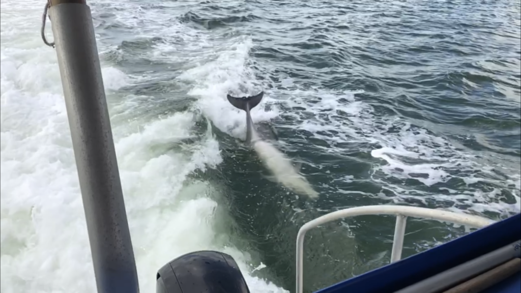 Dolphin doing barrel rolls - Anna Maria Island Dolphin Tour