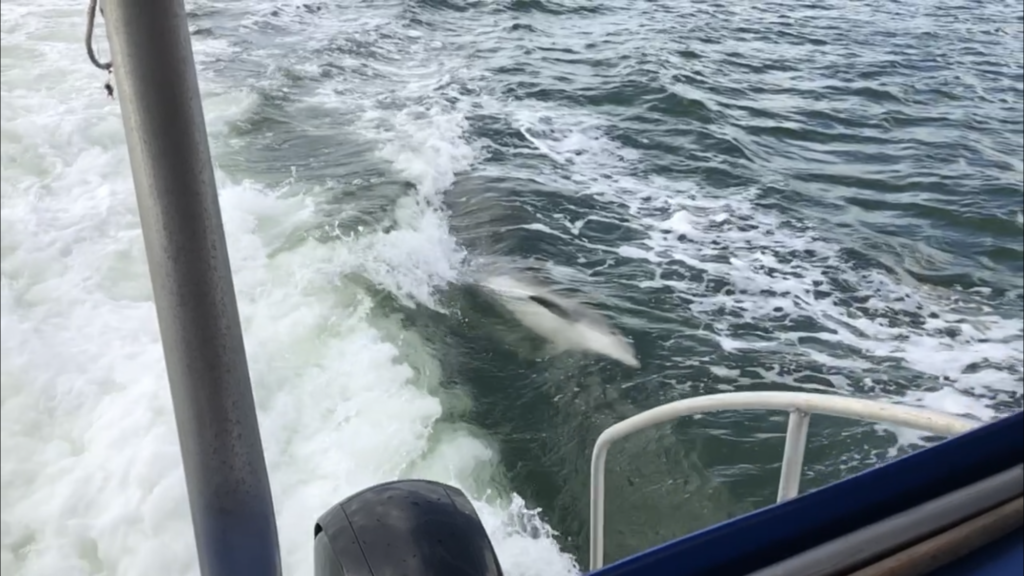 Dolphin swimming on it's side - Anna Maria Island Dolphin Tour