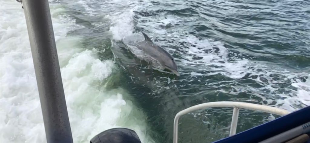 Dolphin jumping out of the wake of a boat - Anna Maria Island Dolphin Tour