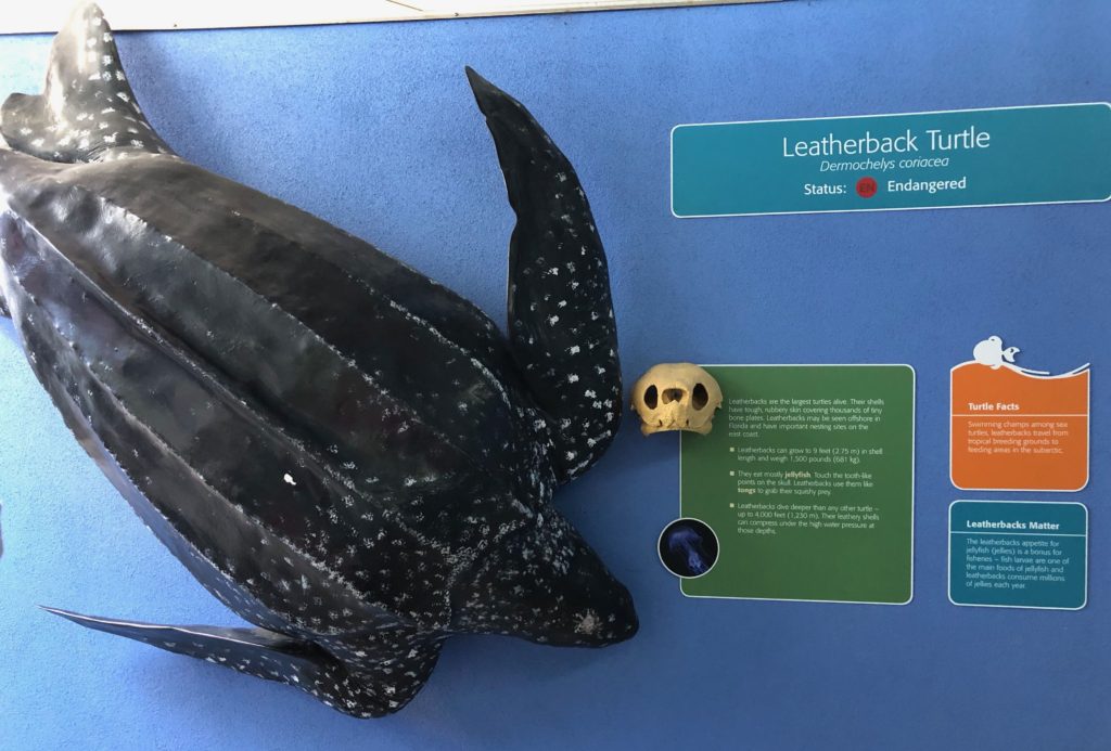 Leatherback Sea Turtle