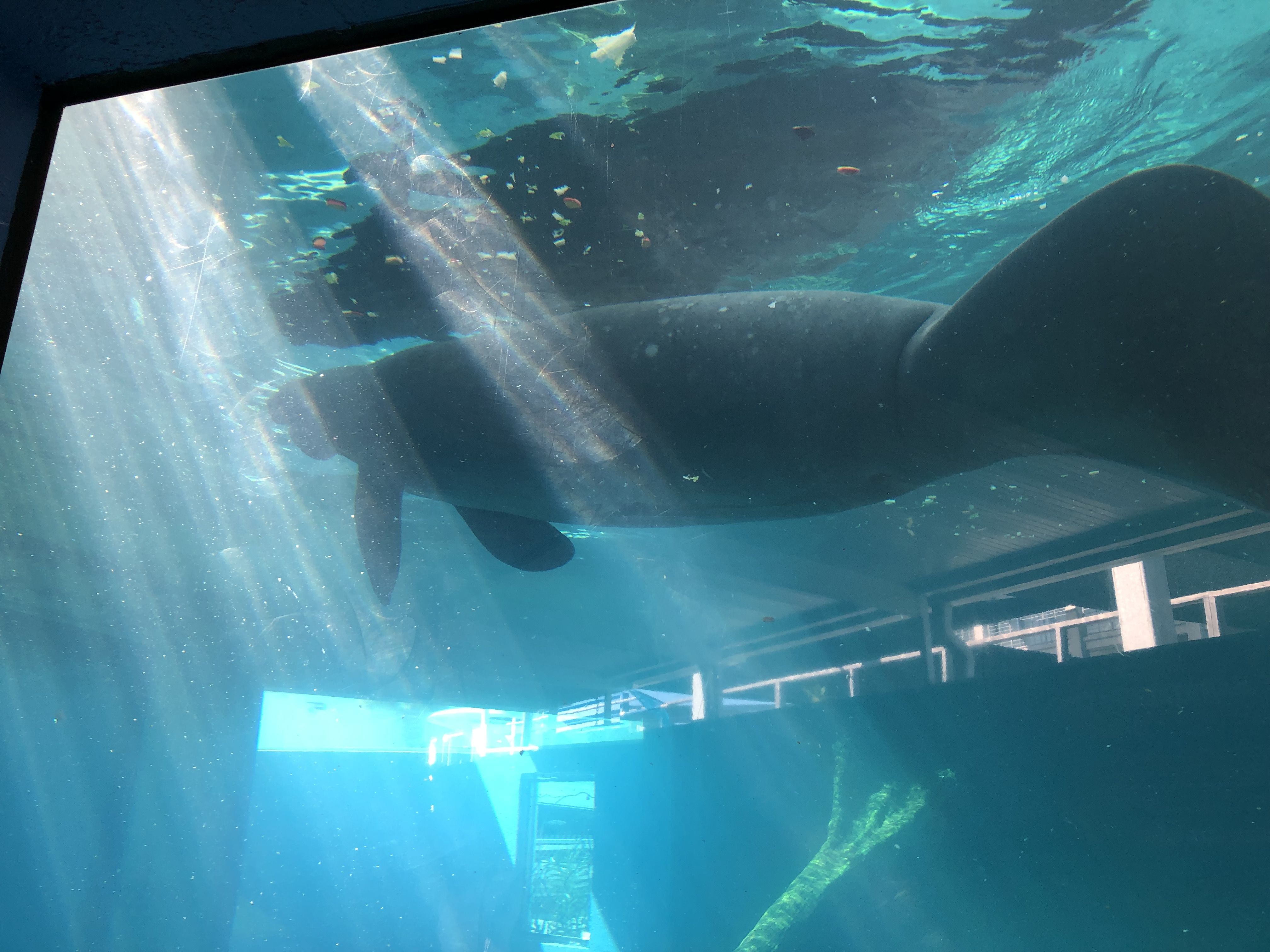 Hugh and Buffett, rescued manatees who live at the Mote Marine Laboratory & Aquarium