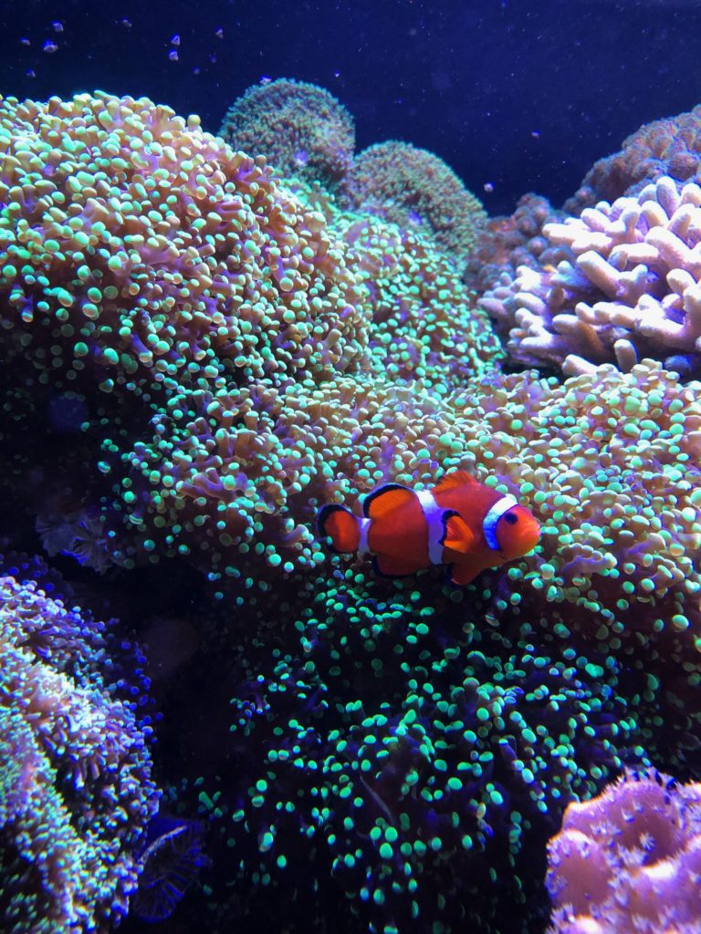 Hi Nemo!