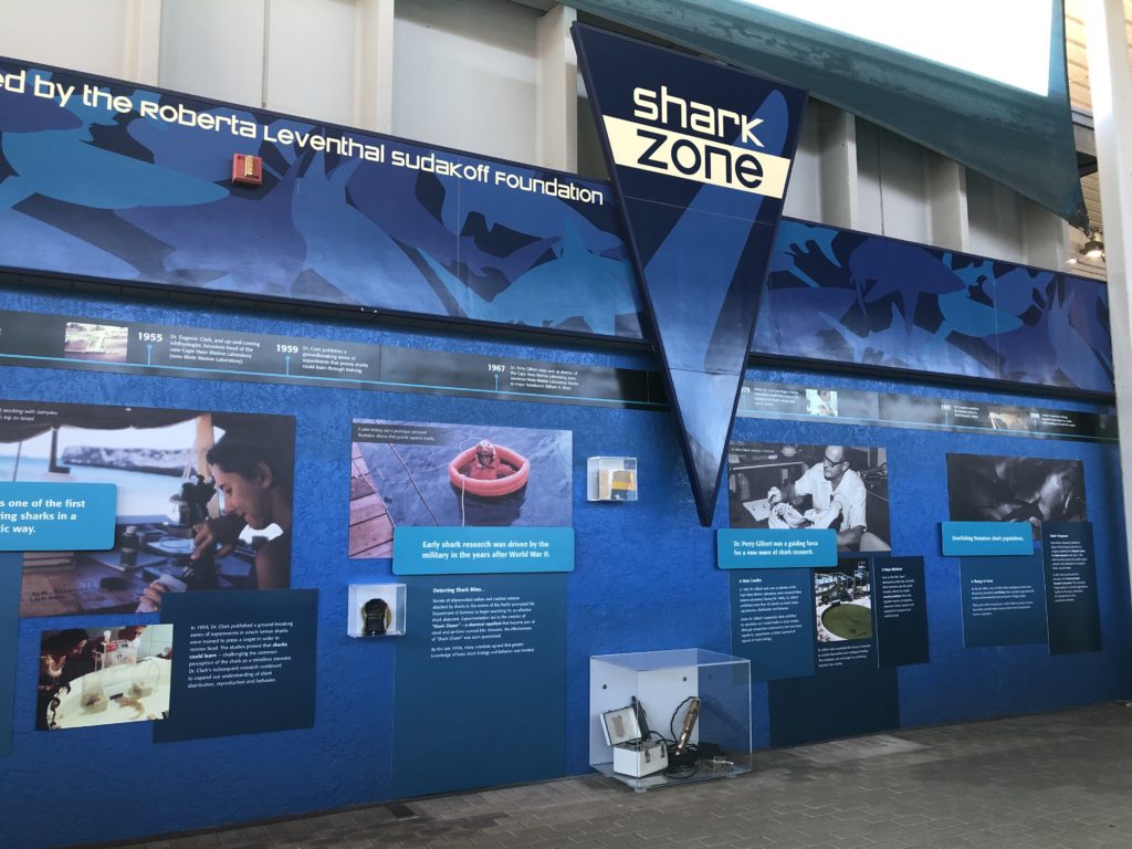 Shark Zone