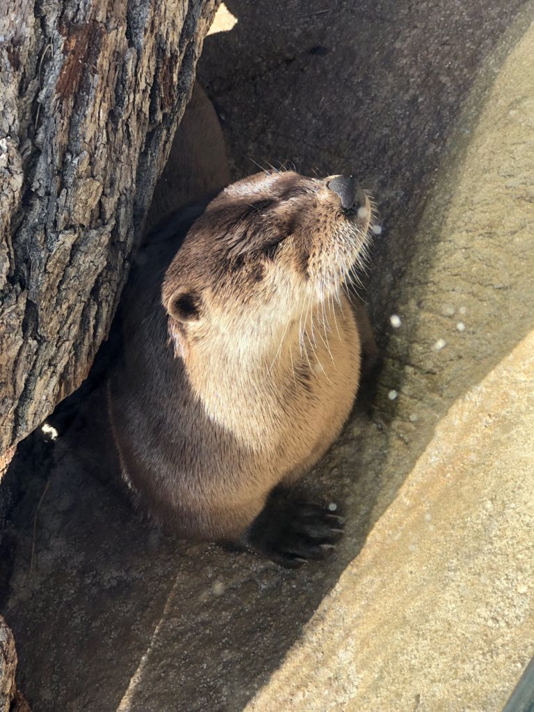 Basking in the sun