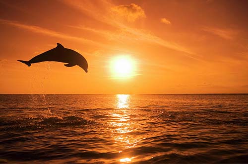 Dolphin jumping out of the water at sunset
