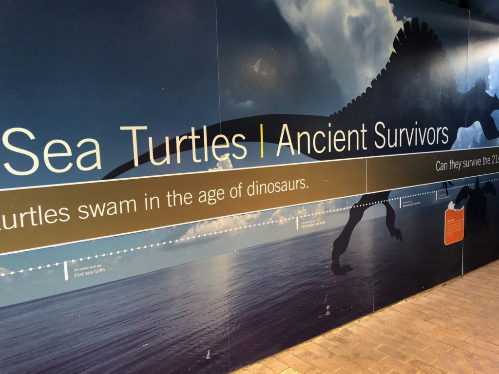 Turtles: Ancient Survivors, Exhibits