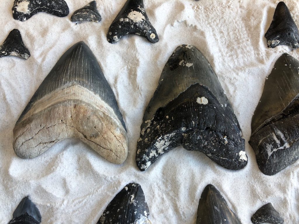 Shark Teeth