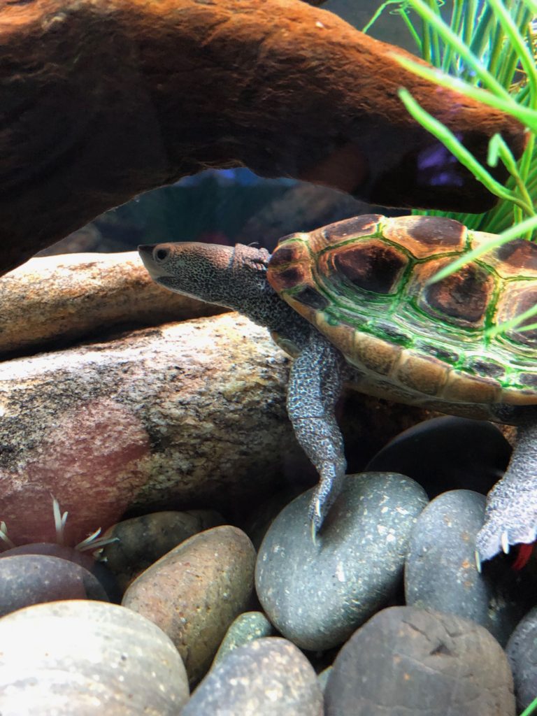 Speckled diamondback terrapin turtle.