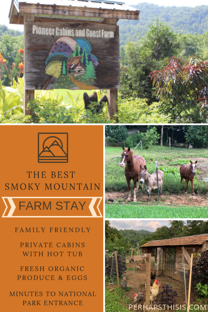 See why we highly recommend a farm stay at Pioneer Cabins and Guest Farm in Townsend, TN. This was our second visit and you'll see why we are planning on a third! #thankful #love #nature #family #cabin #logcabin #organicfarm #travelingwithkids #healthy #vacation #travel #farmstay #wildandfree #familytravel #visittennessee #parksforall #weloveourparks #lpkids #traveldeeper #familyadventures #letthembelittle #territorialseedcompany #rareseeds #reneesgardenseeds #seedsofchange #beaseedofchange #organic #organicforeveryone #sustainable #smokymountains #Townsend #smokies #nationalparks